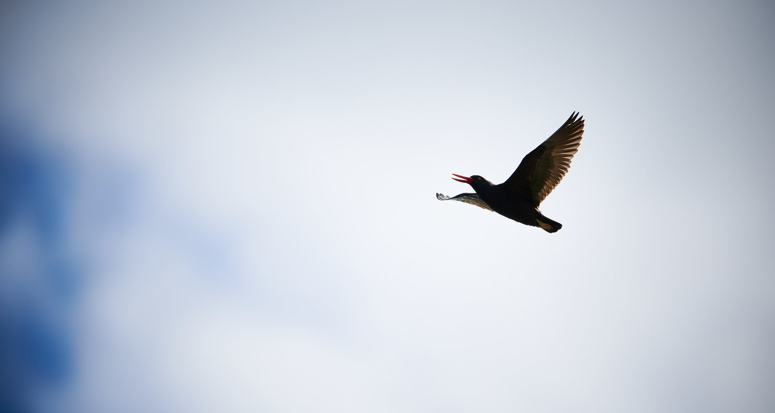 Blackish Oystercatcher in the Beagle Channel