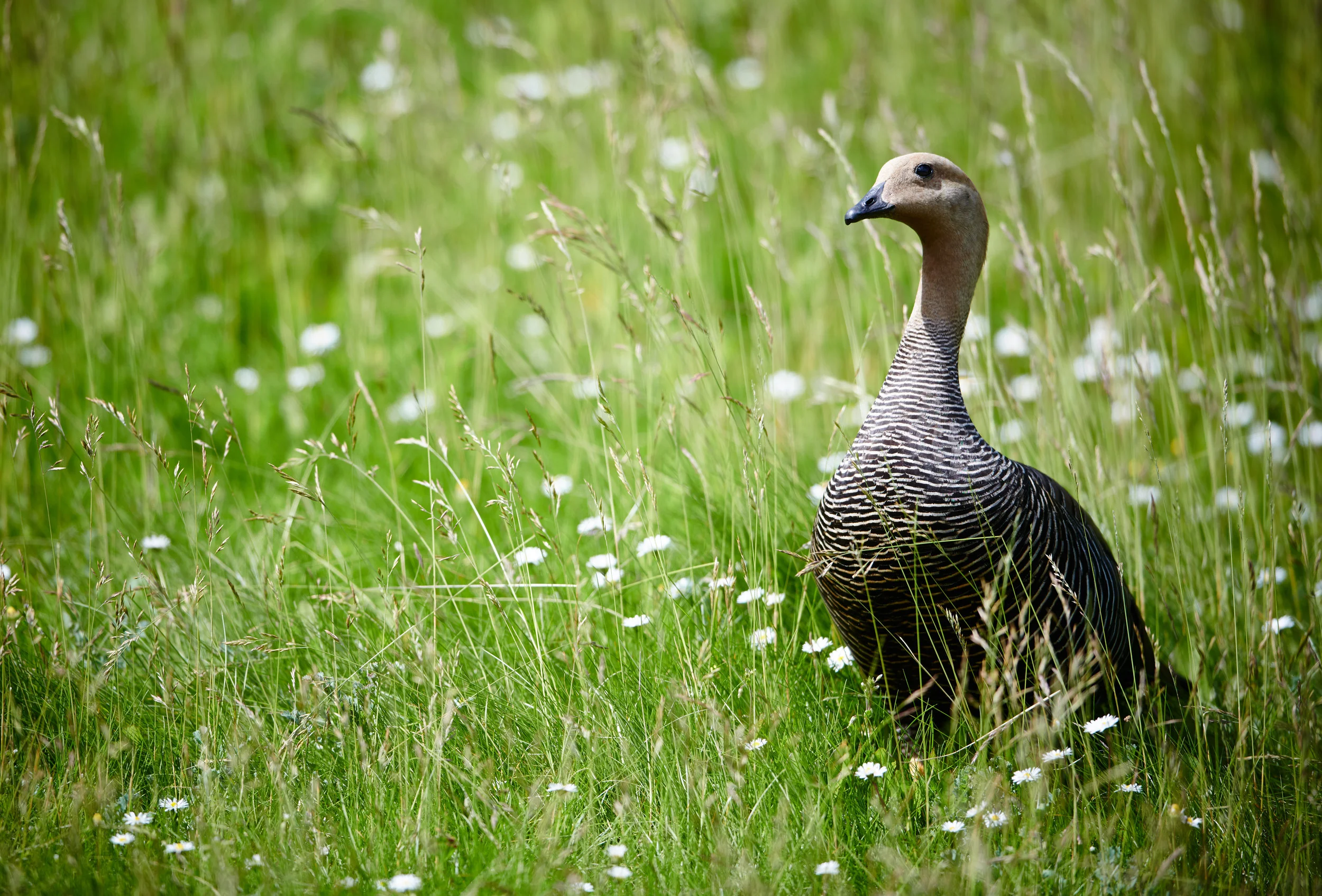 Upland Geese