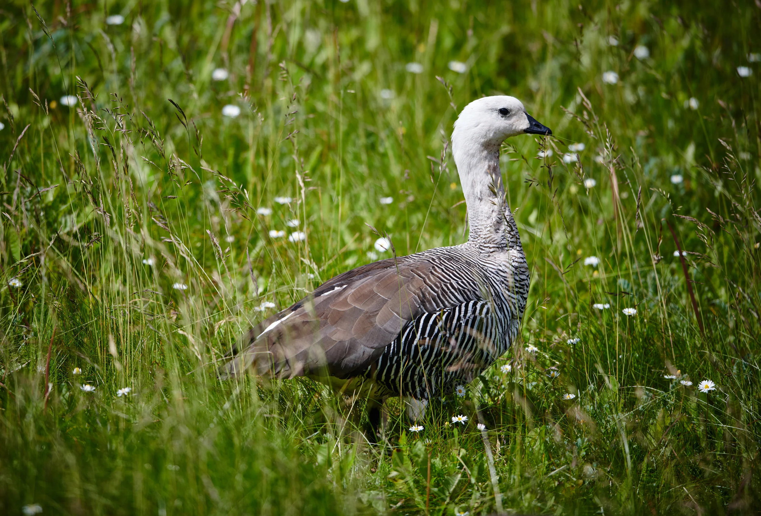 Upland Geese