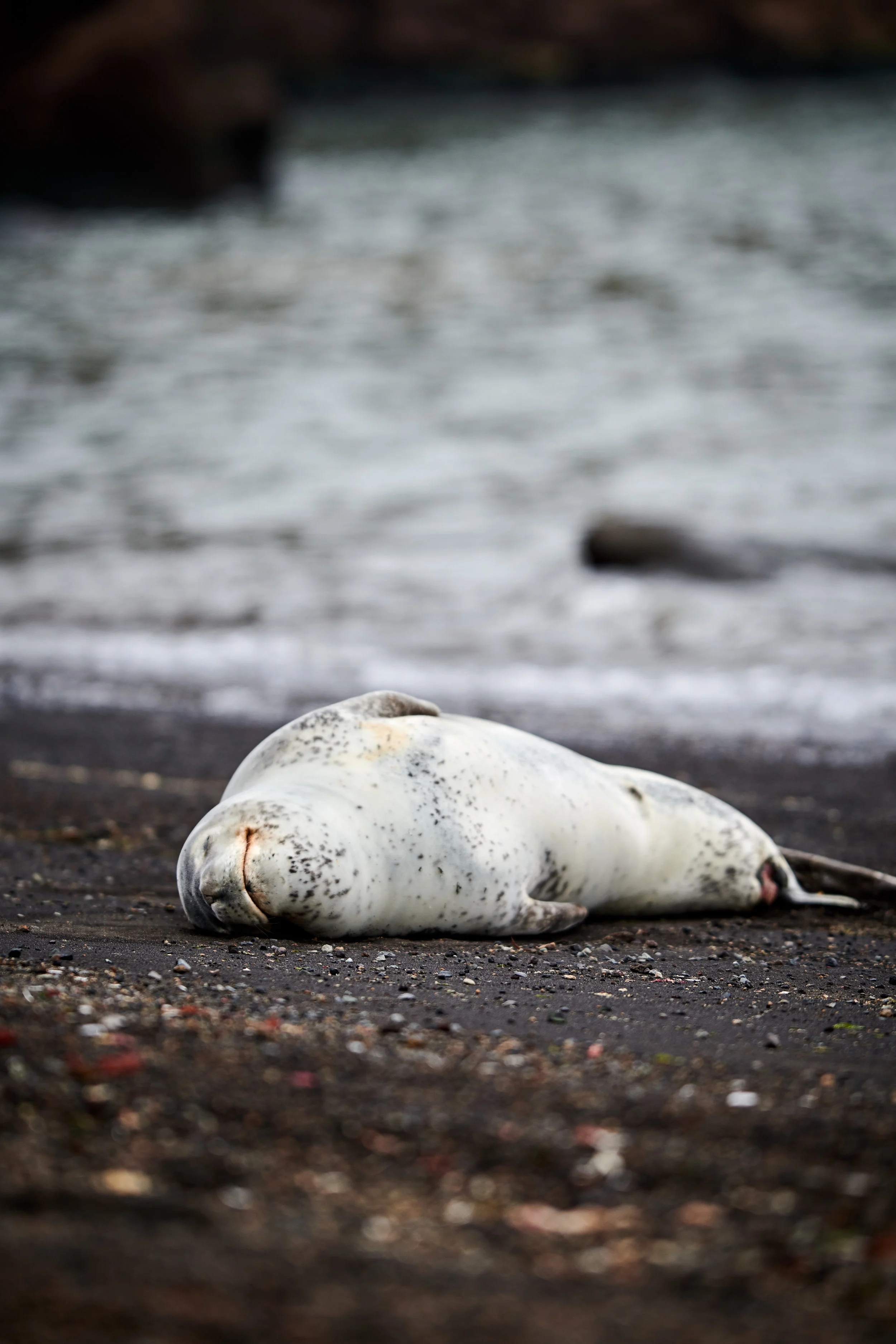 A Leopard Seal relaxing in Whalers Bay, Deception Island.