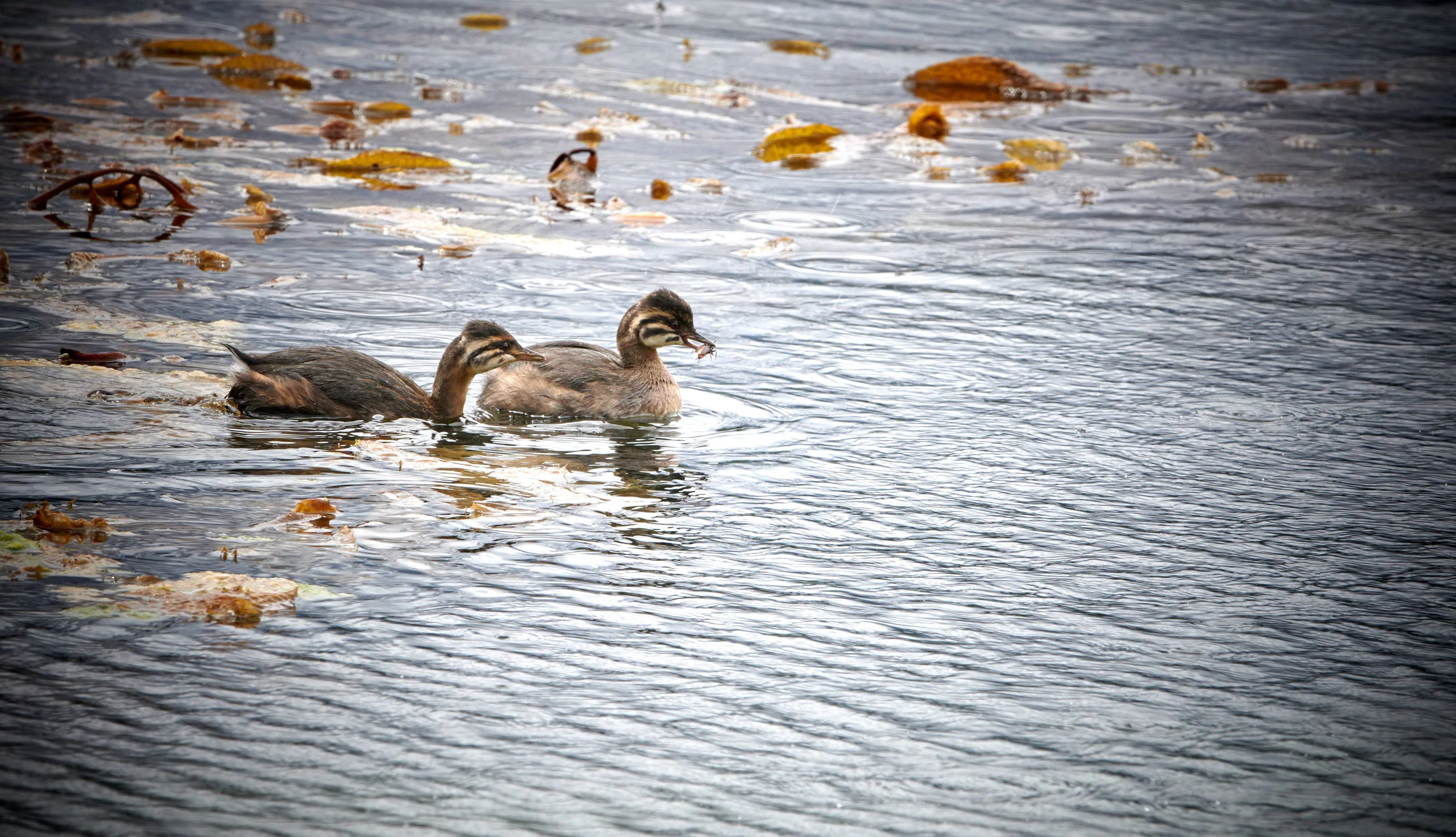 Grebe with a catch