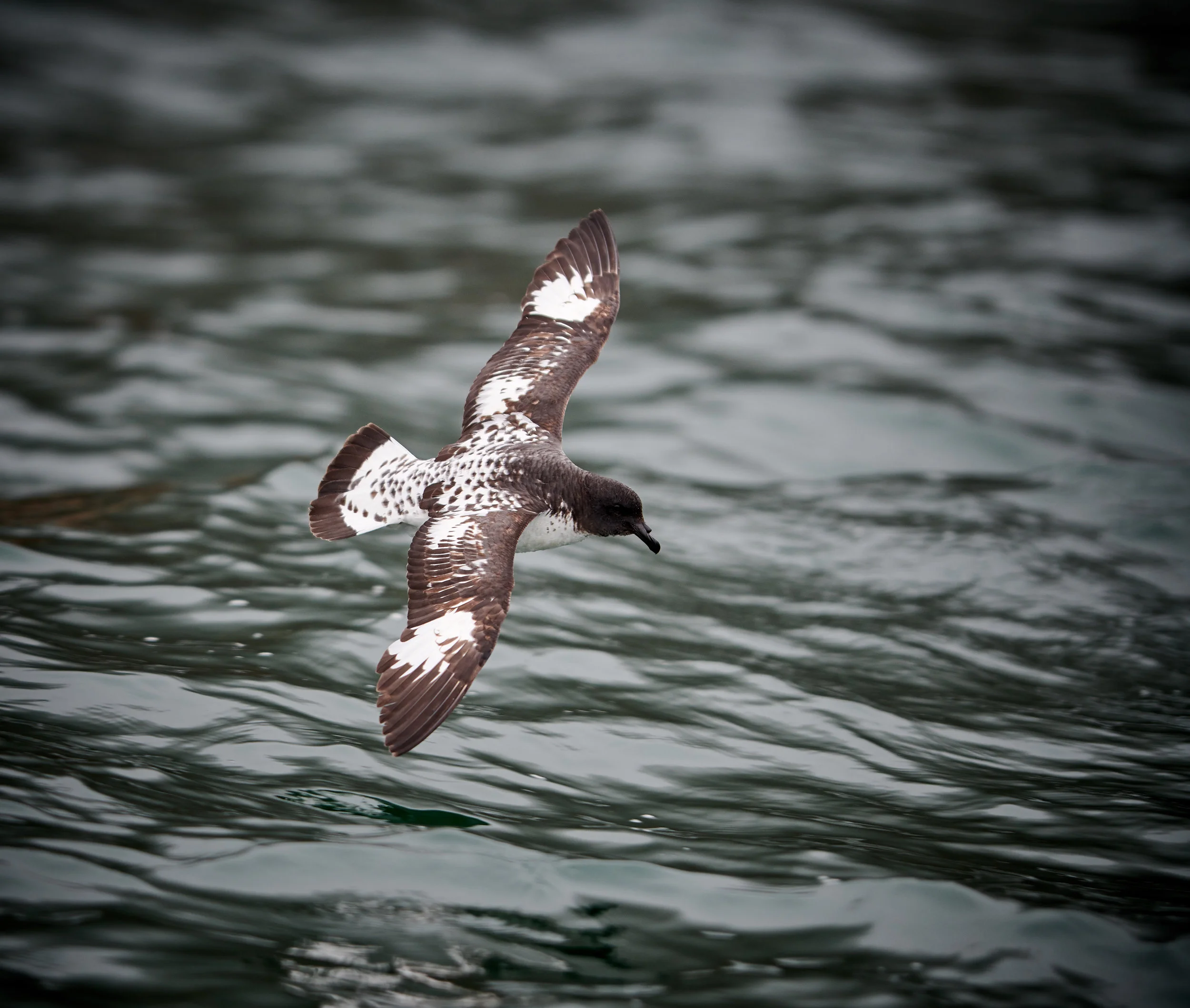 Cape Petrel