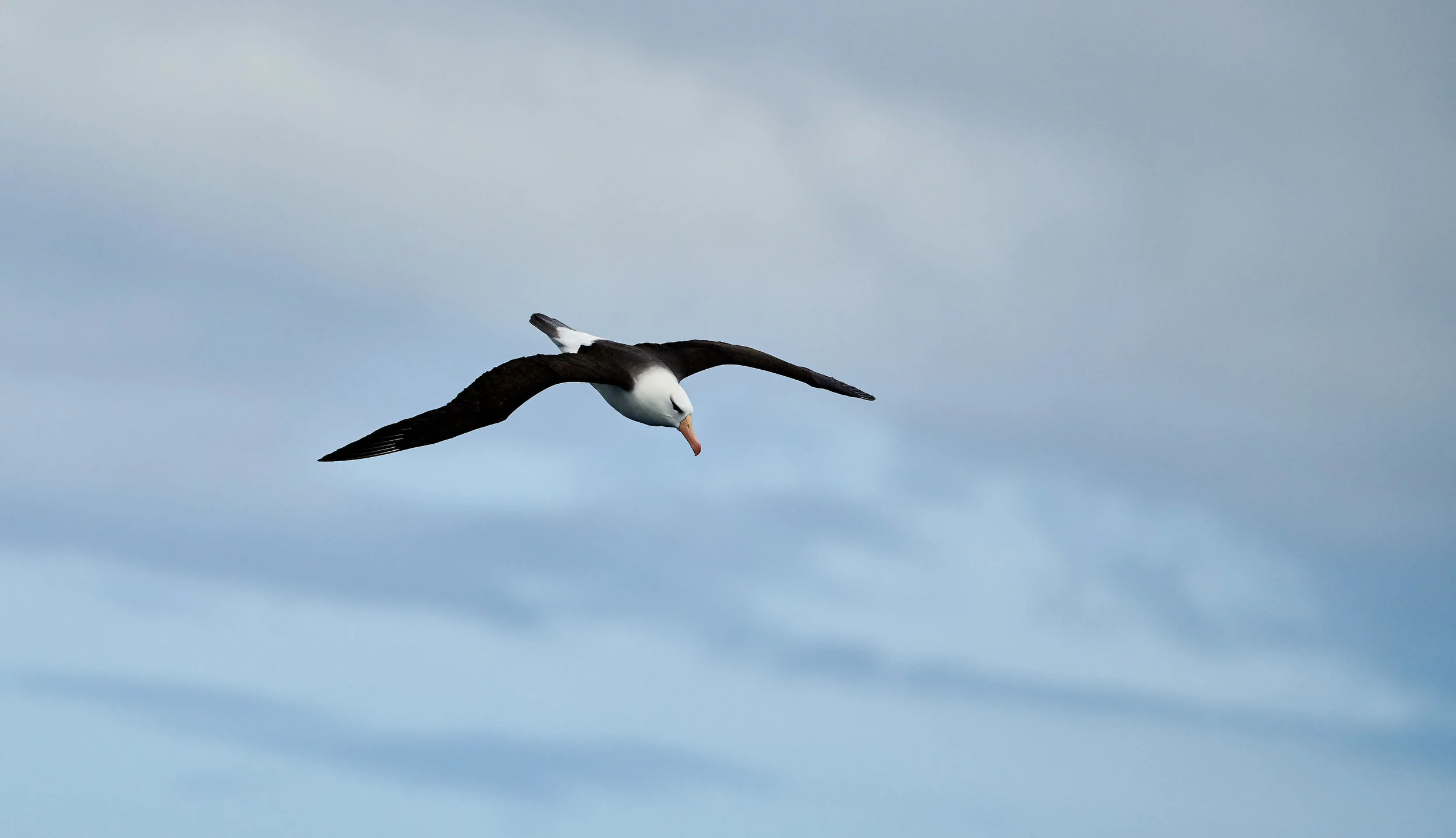 DSC_6022_1.jpg