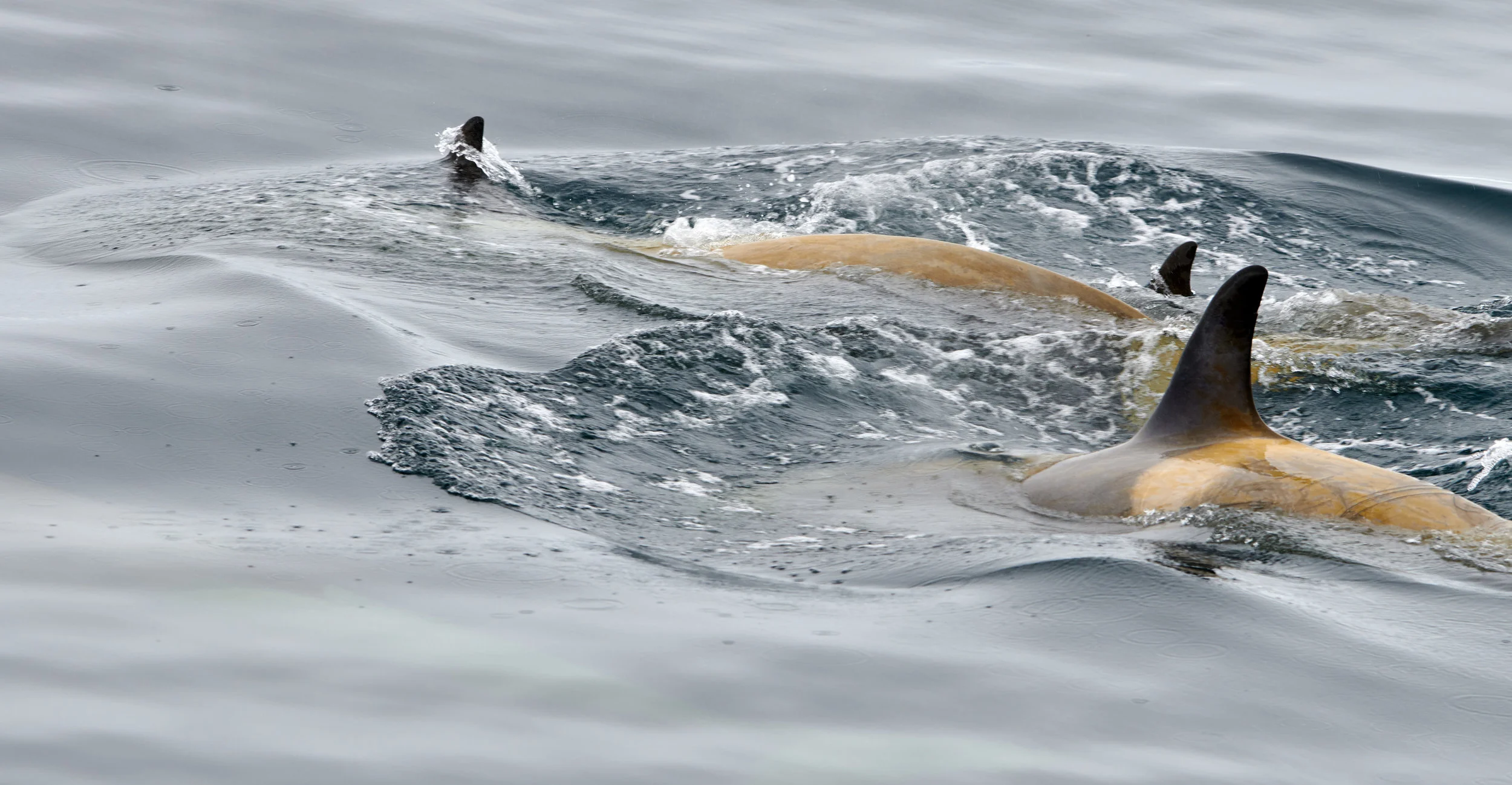 Killer Whales (type B)