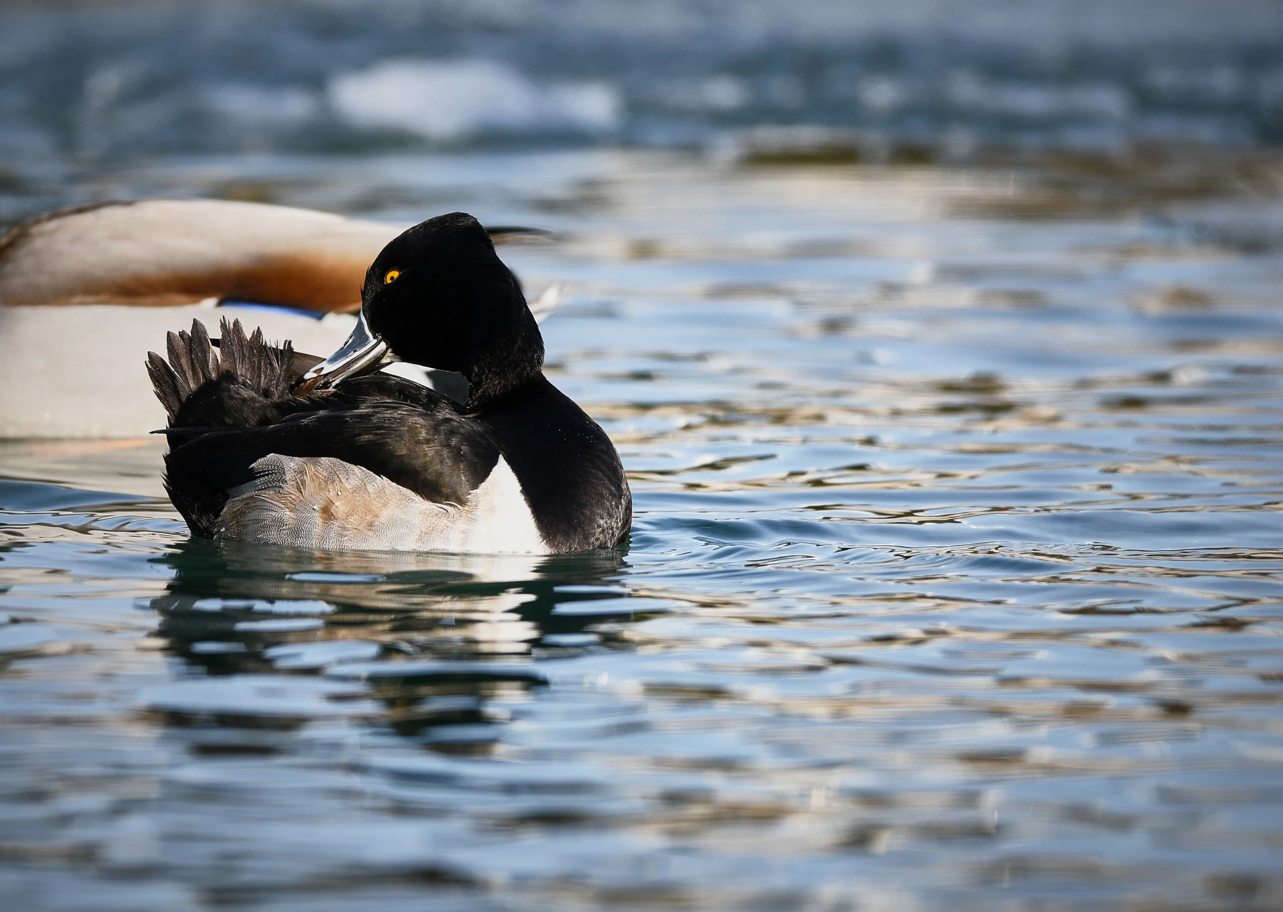 Ringed-Neck Duck, Humber Bay Park
