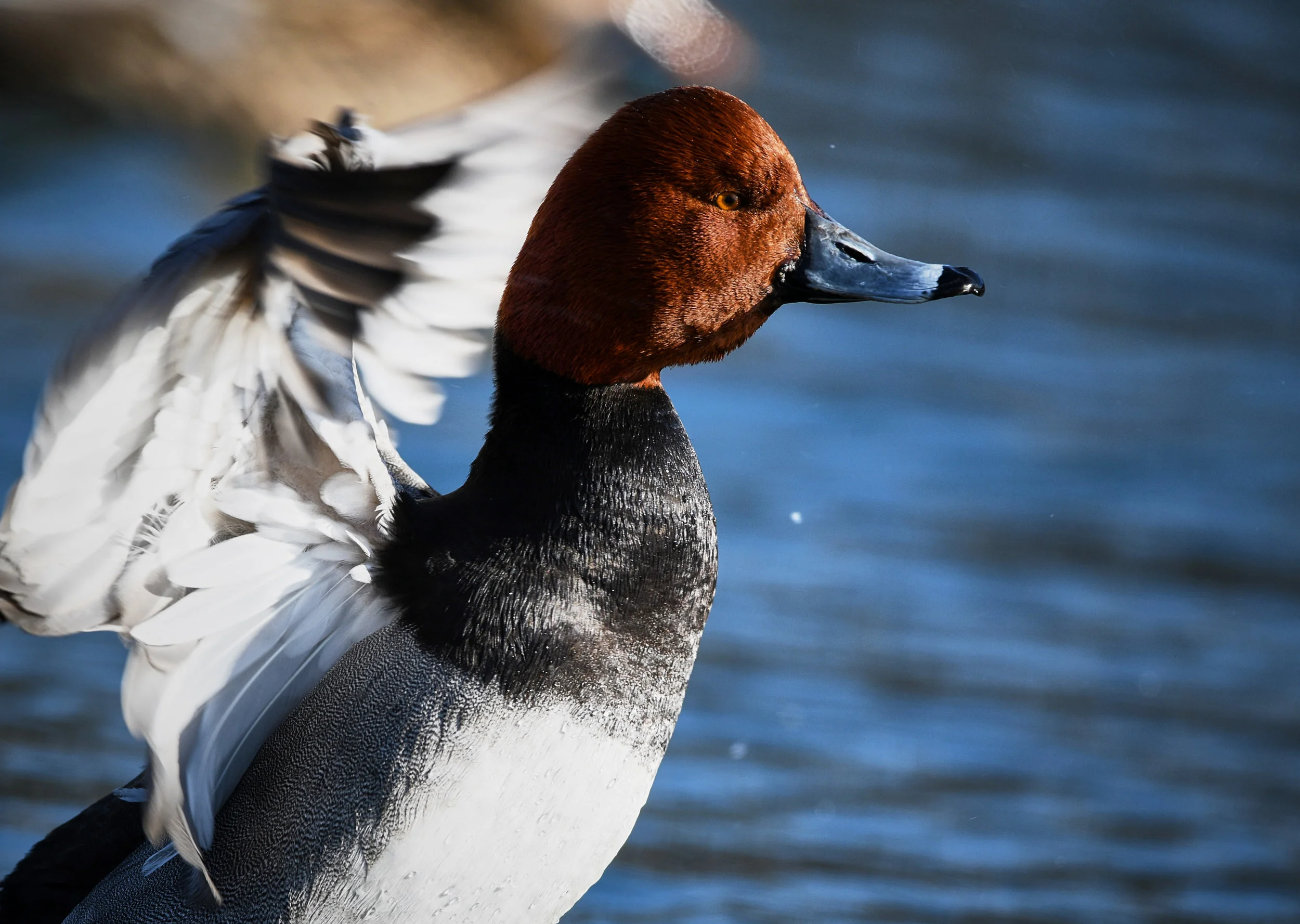 DSC_9080_1.jpg