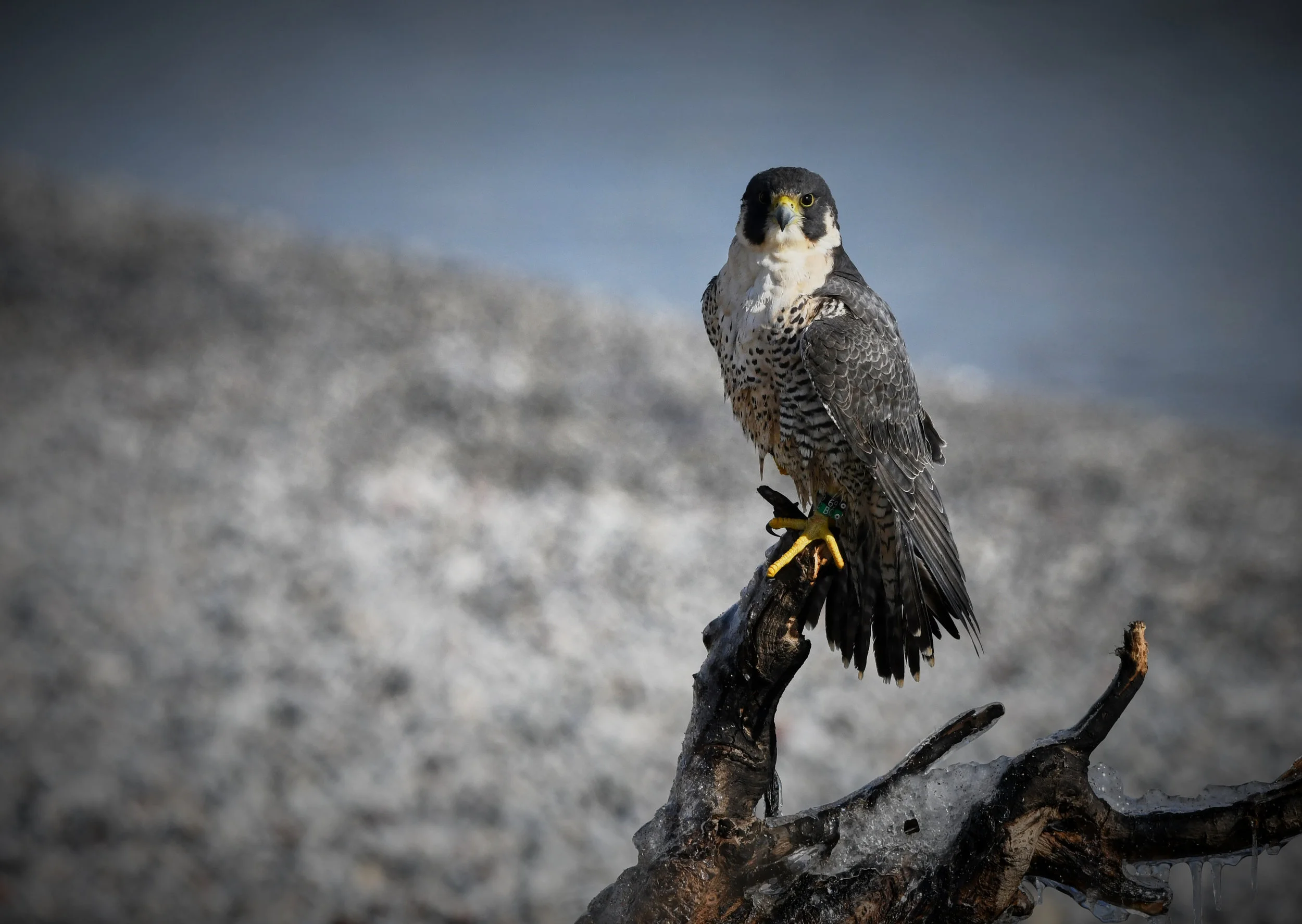 Magnificent Peregrine Falcon in Humber Bay Park