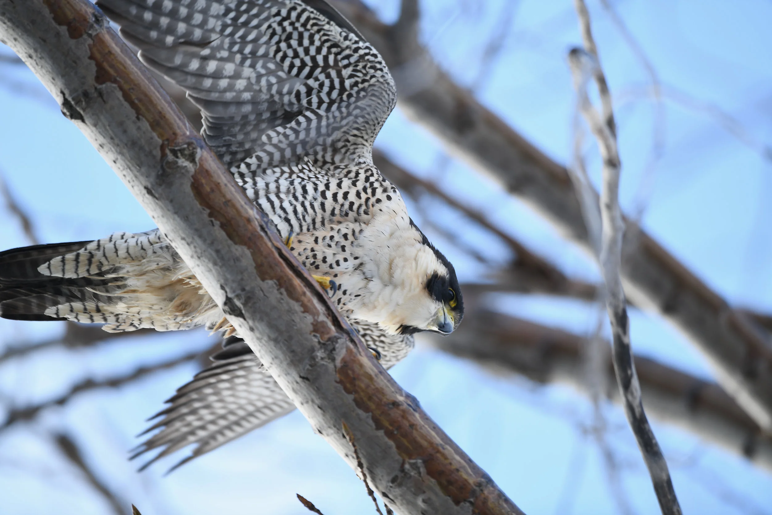 DSC_9636_1.jpg