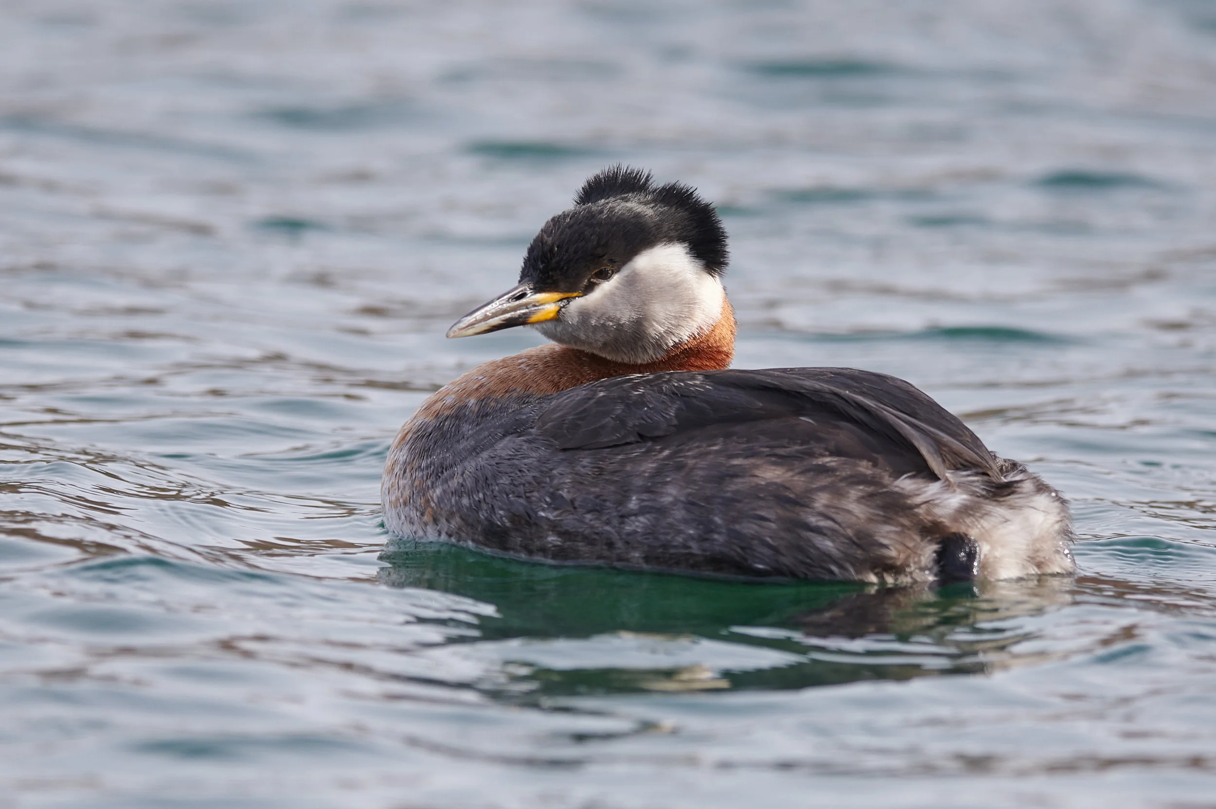 DSC_8572.jpg