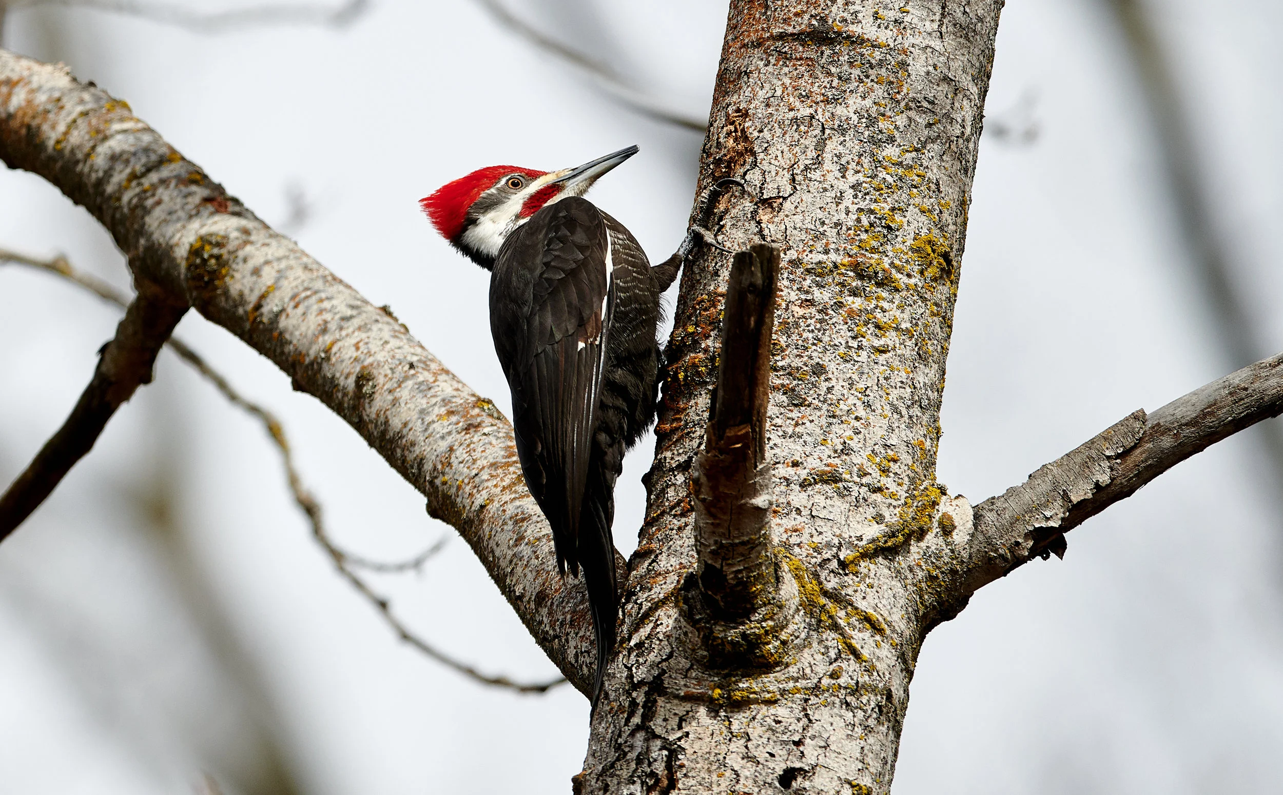 Striking Pileated Woodpecker at Lambton Woods