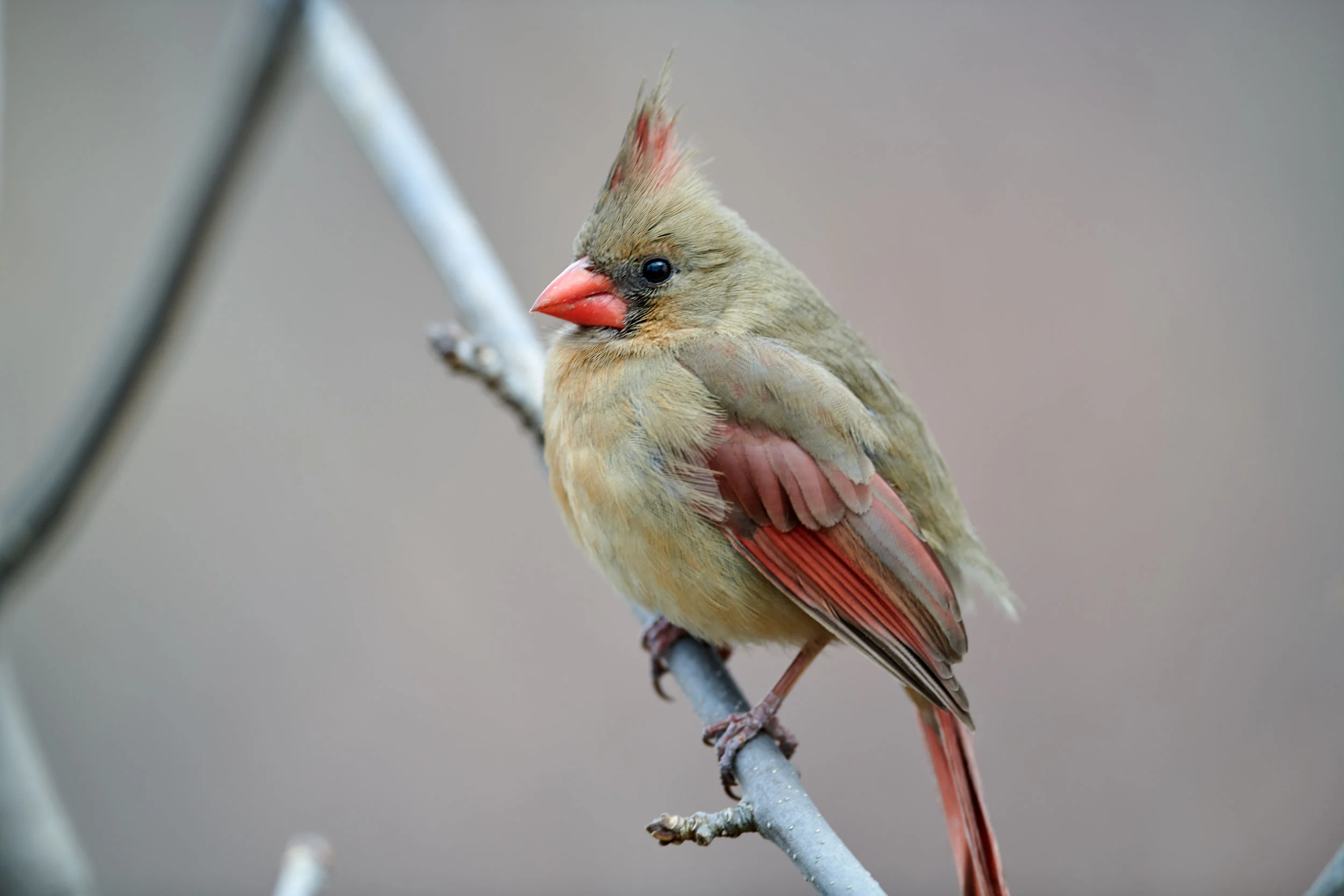 DSC_0738.jpg