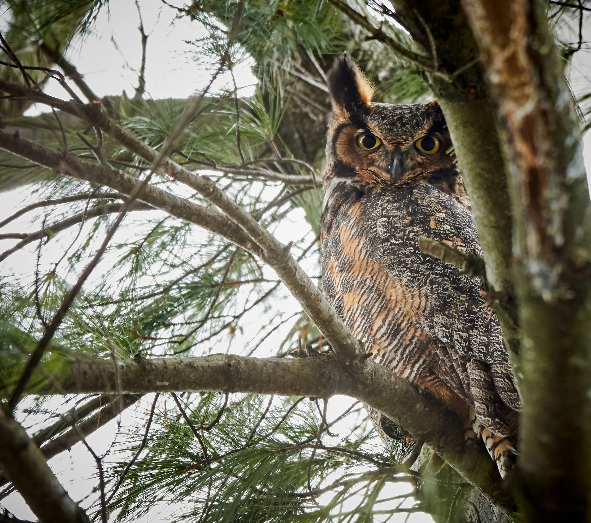 Great Horned Owl in High Park