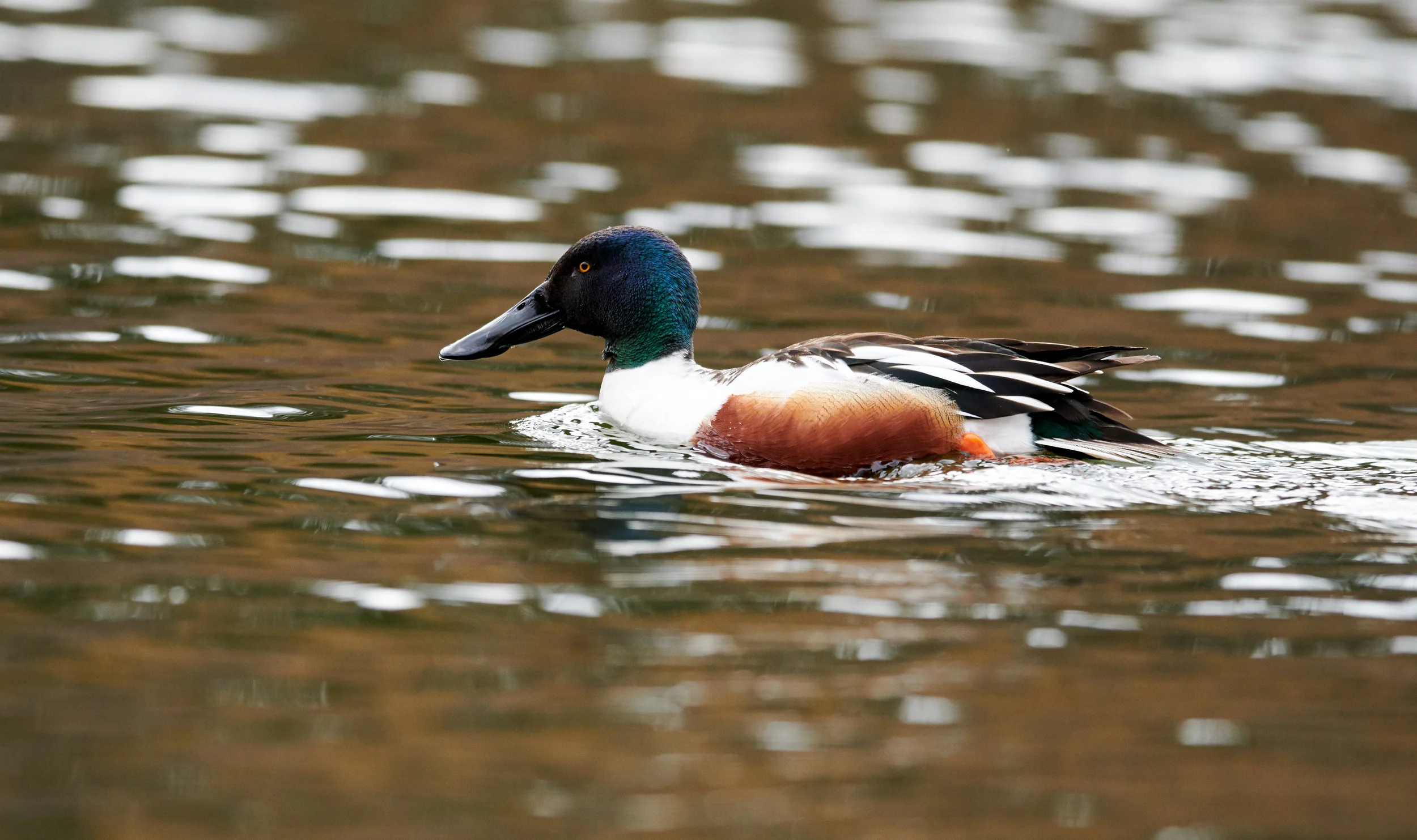 Northern Shoverler in Grenadier Pond