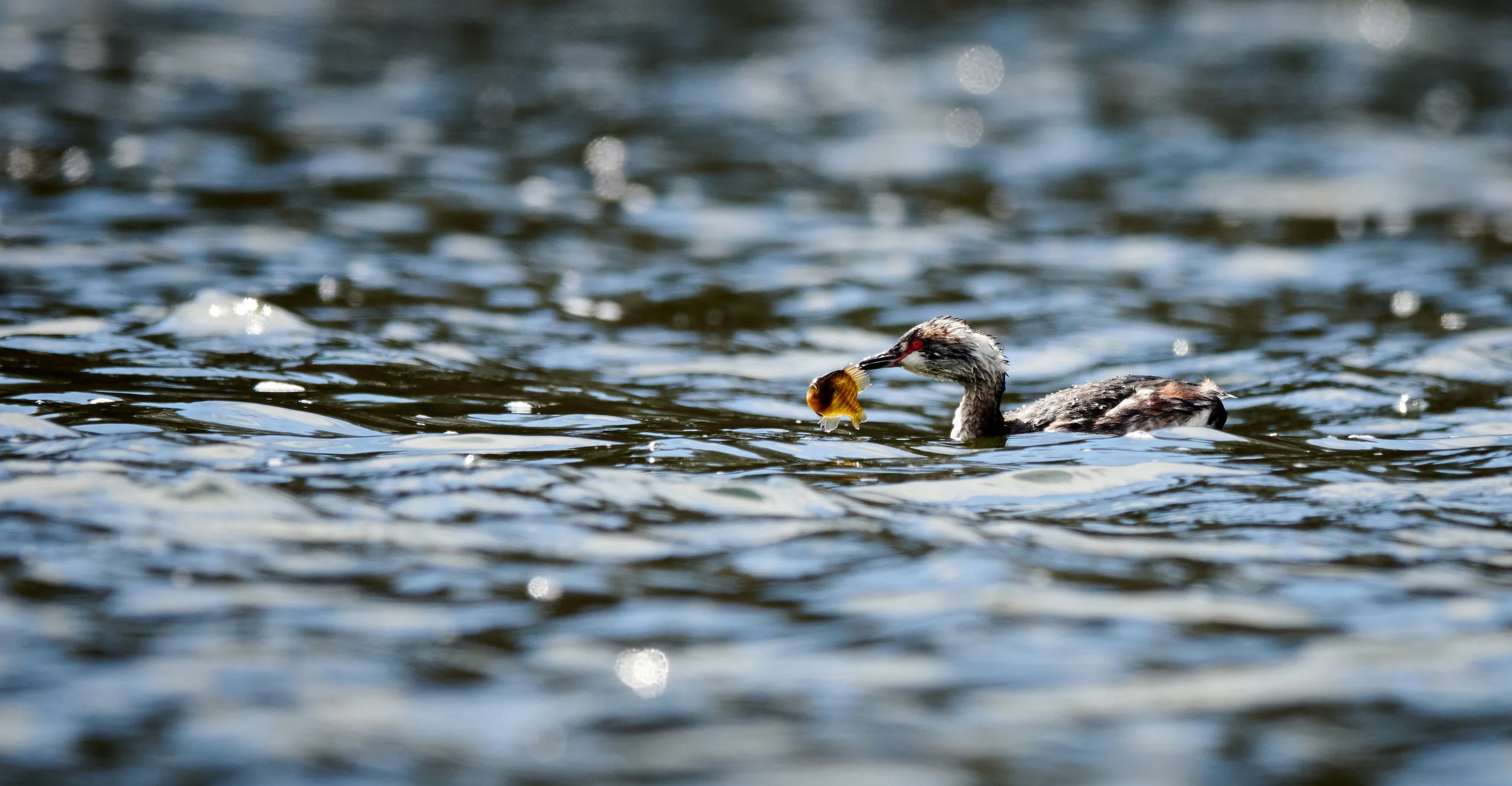 Lucky Eared Grebe with a Sunfish in Grenadier Pond