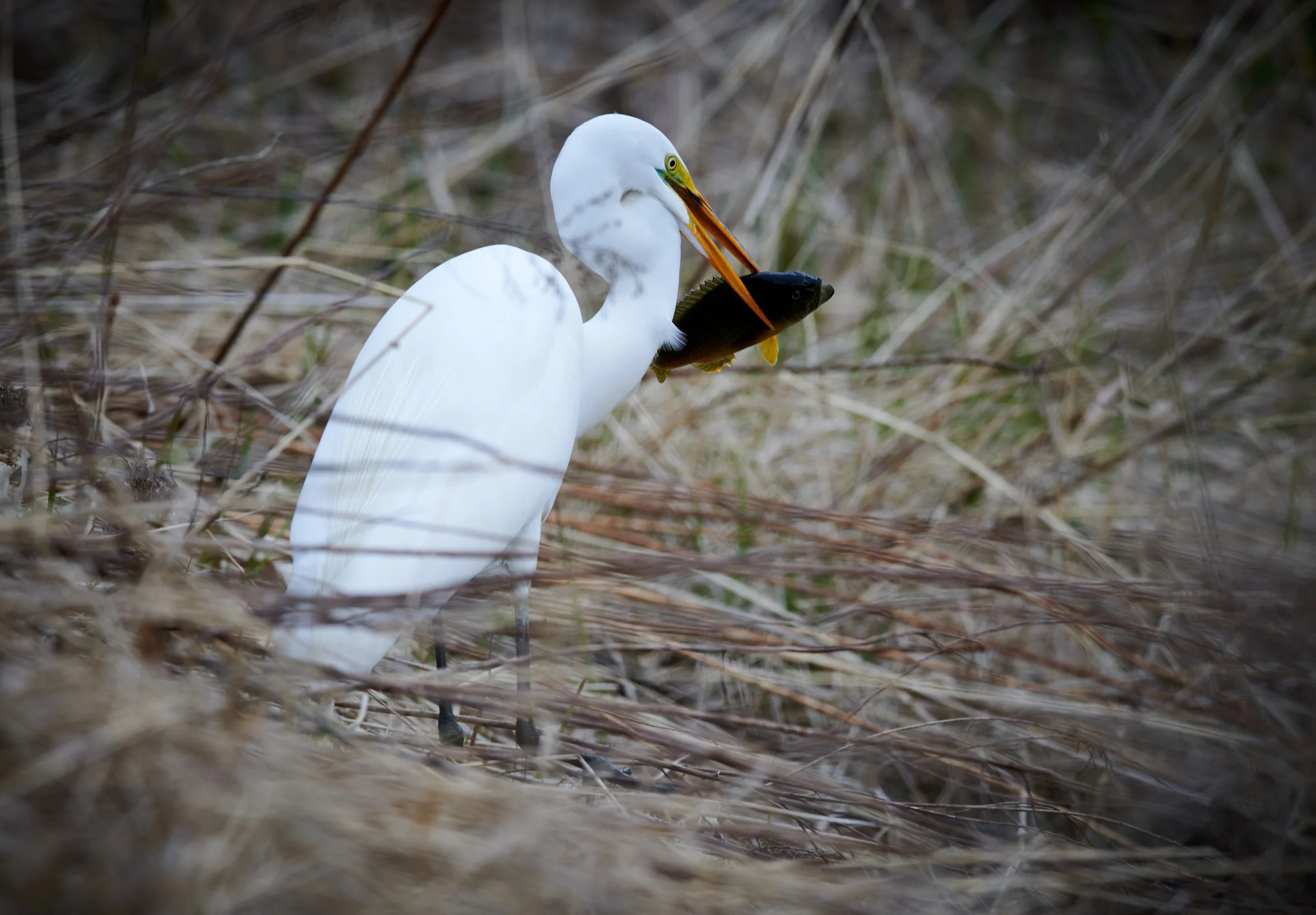 Big catch for the hungry Great Egret, Smythe Park