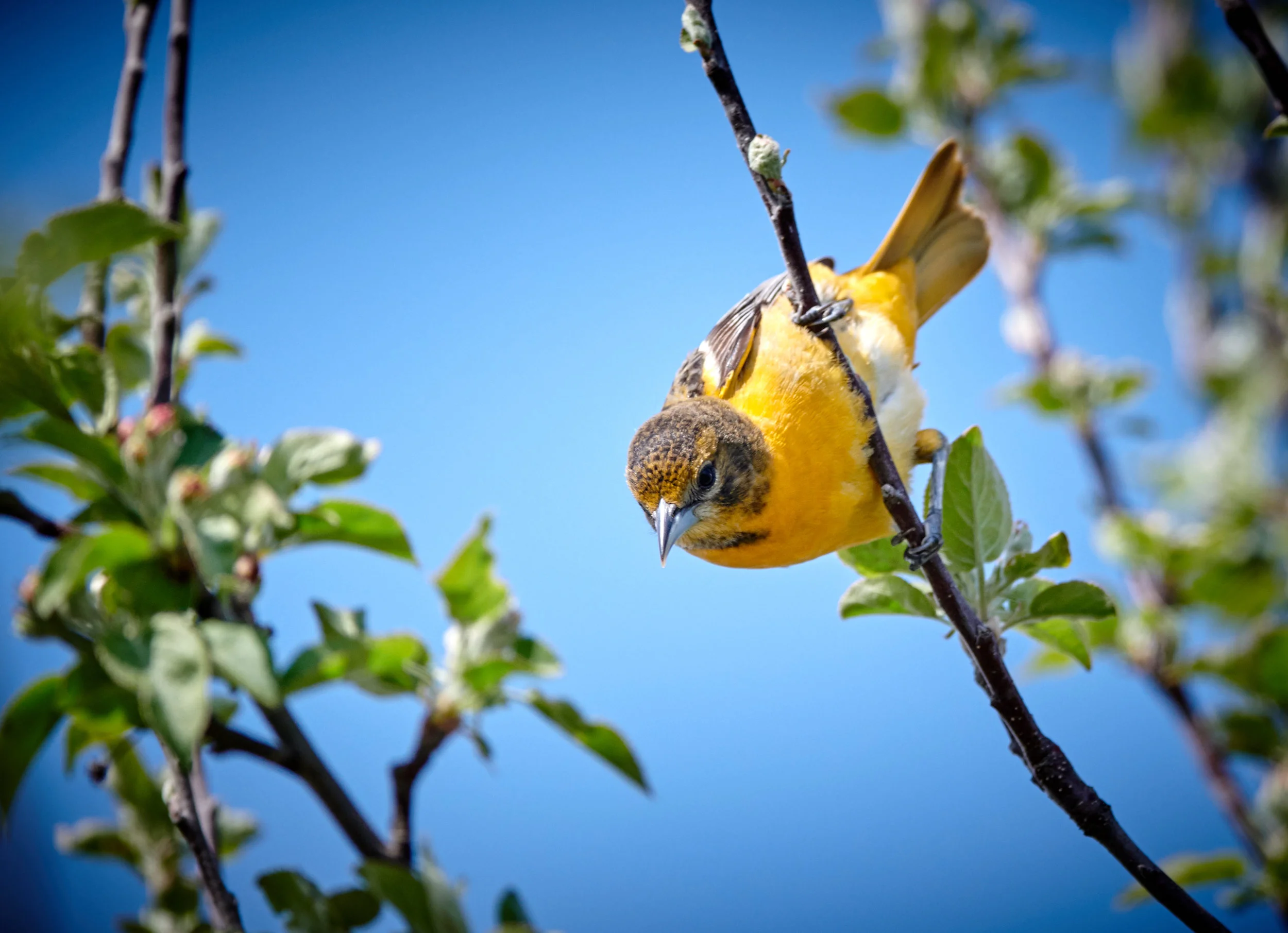 female Baltimore oriole in Humber bay park east
