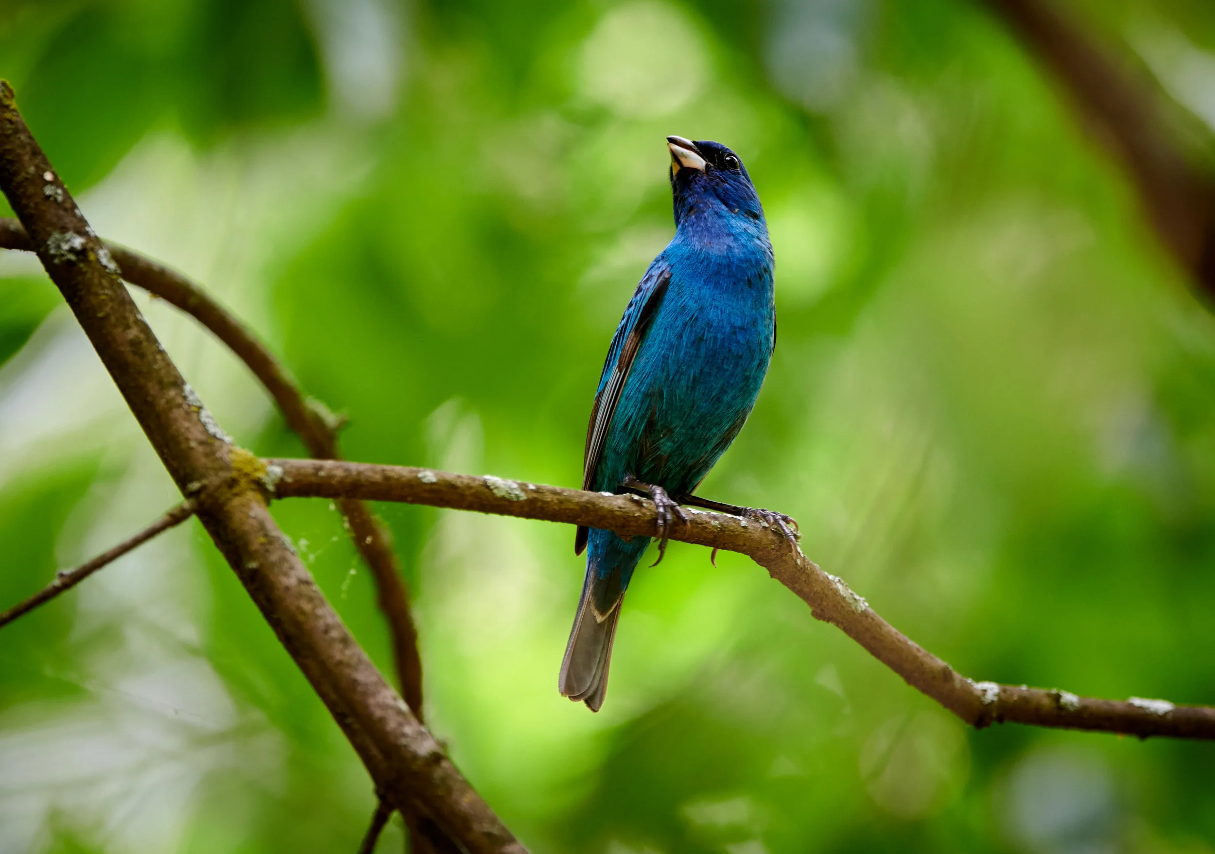 Interesting Indigo Bunting in High Park