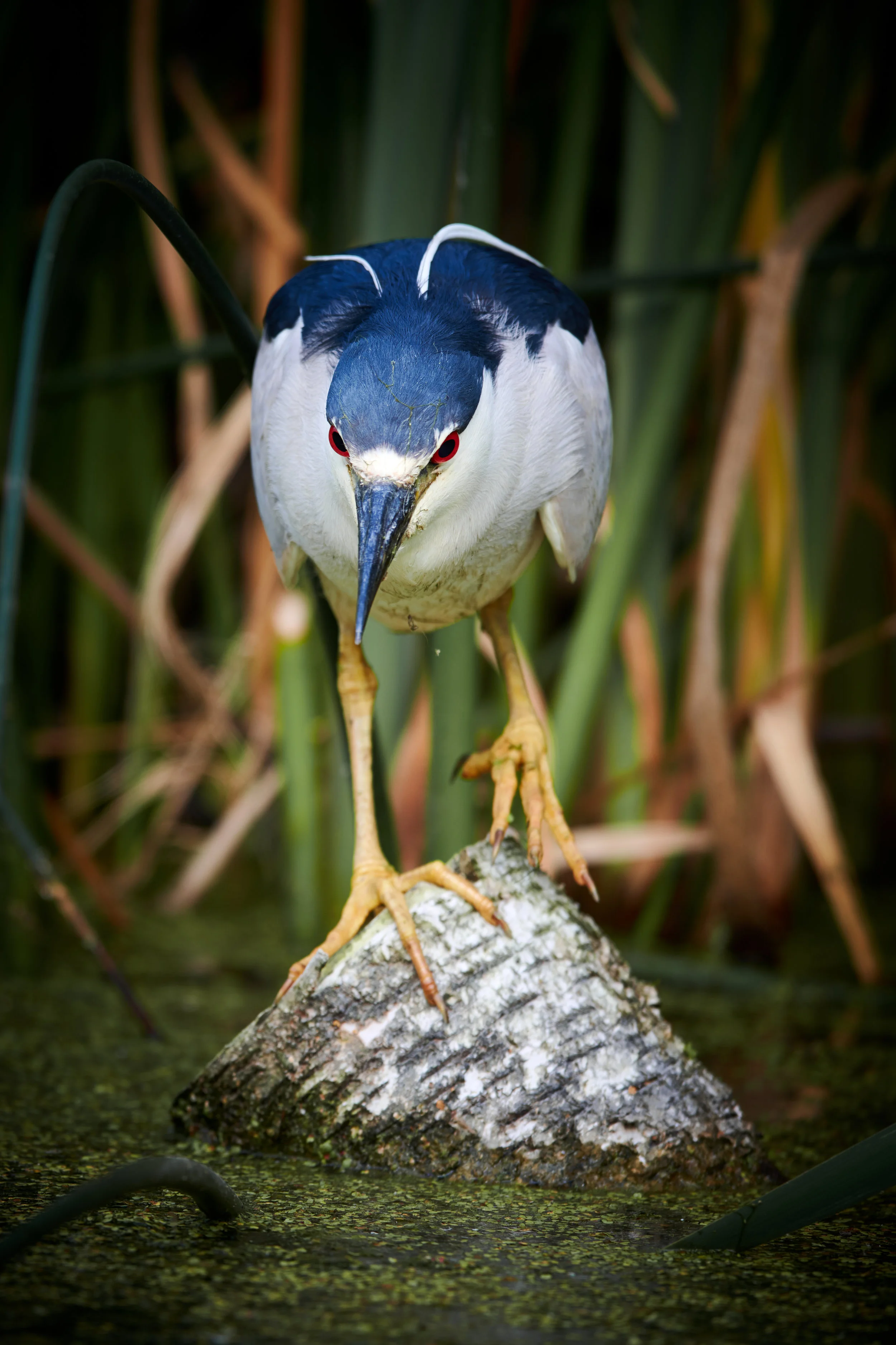 Black Crowned Night Heron at Smythe Park