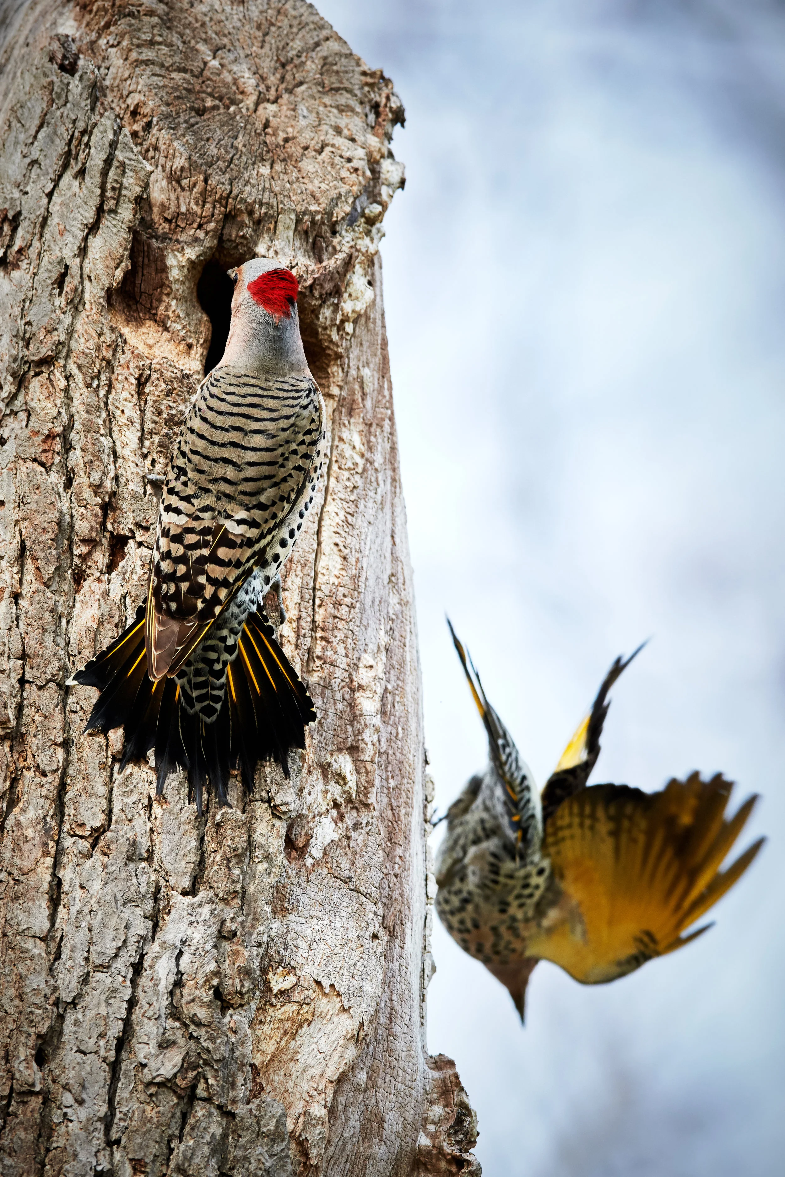 Frolicking Northern Flickers at Lambton