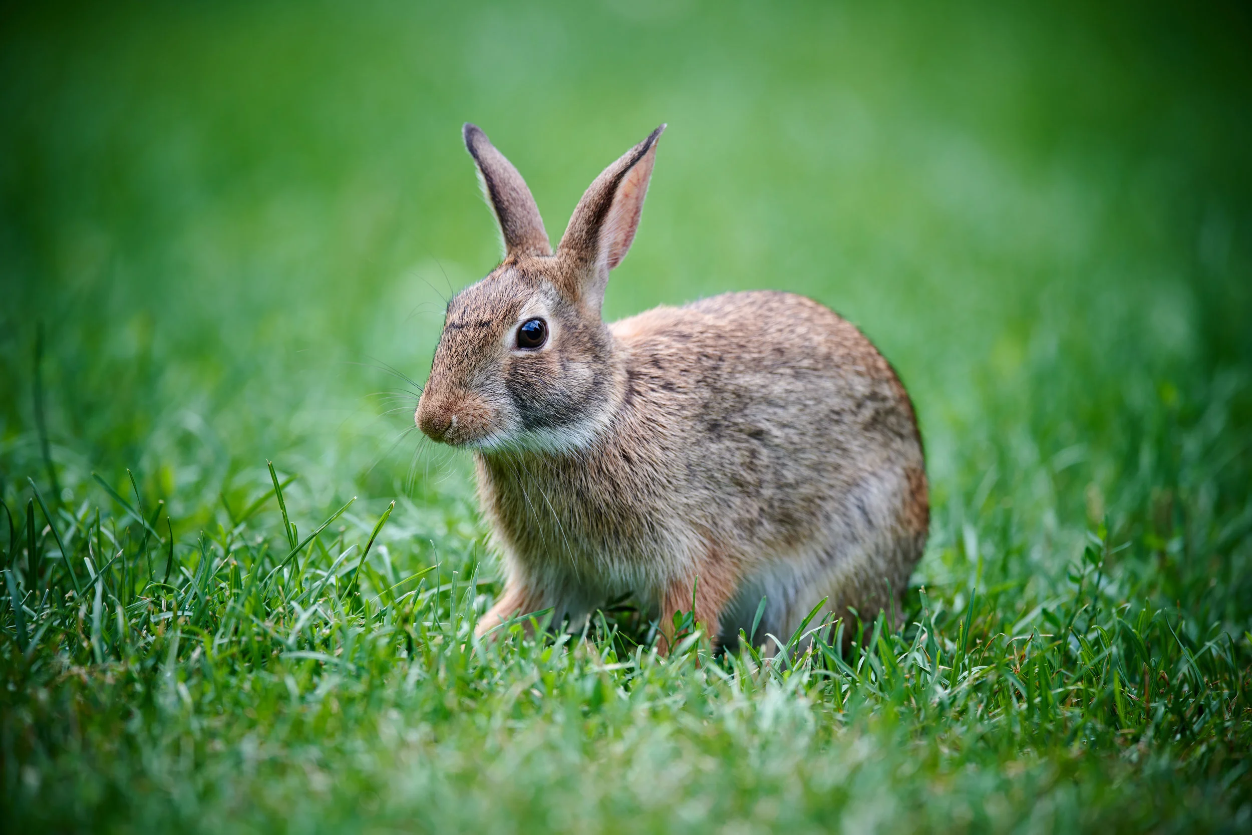 Eastern Cottontail Rabbit at Lambton