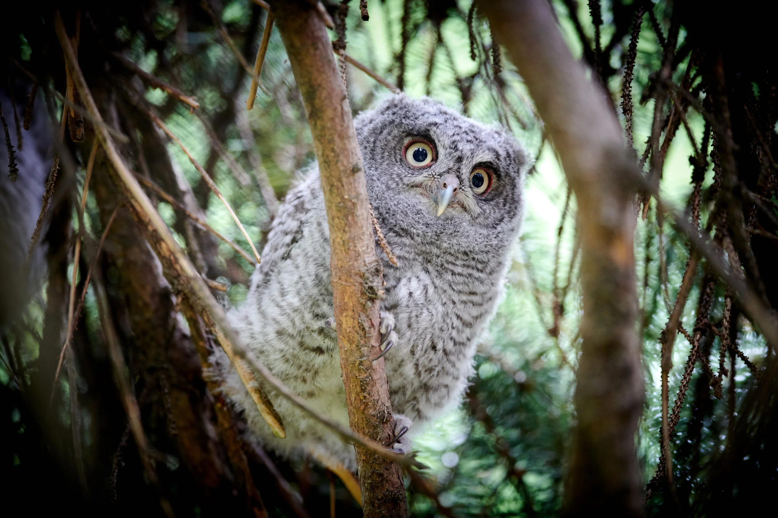 Curious baby screech owl at Rosetta McCain Gardens