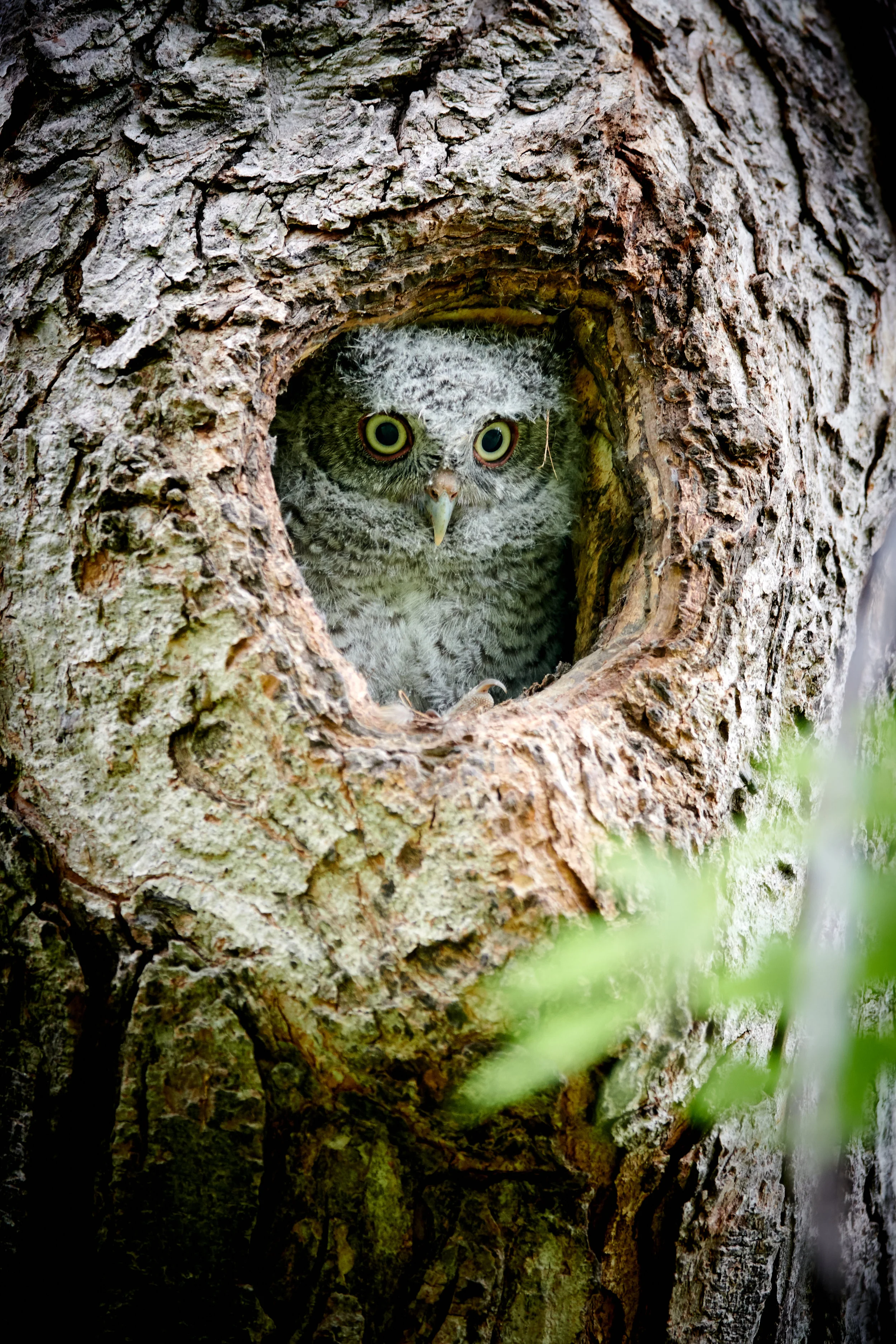 Curious Eastern Screech owl, Scarborough