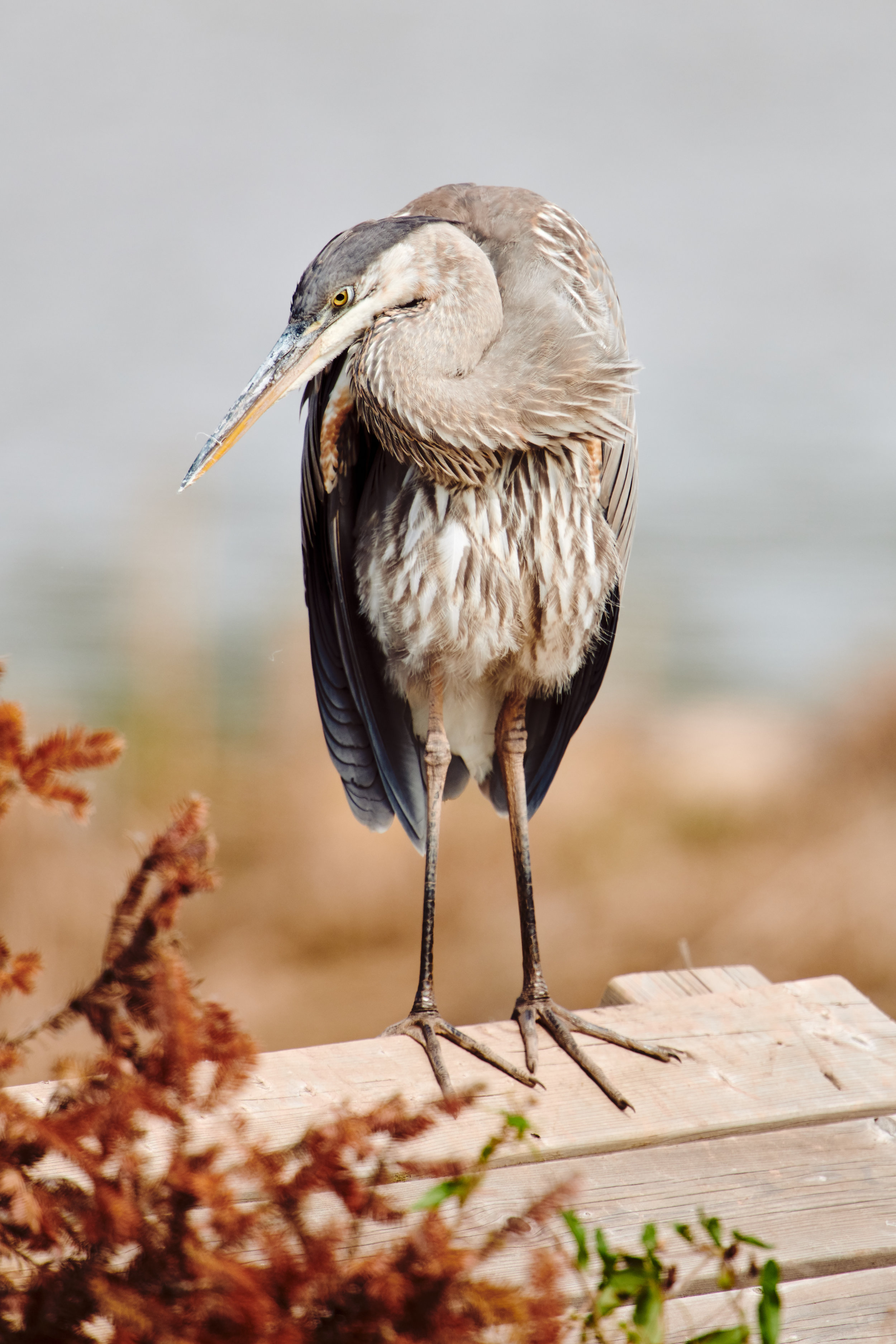 DSC_1522_1.jpg