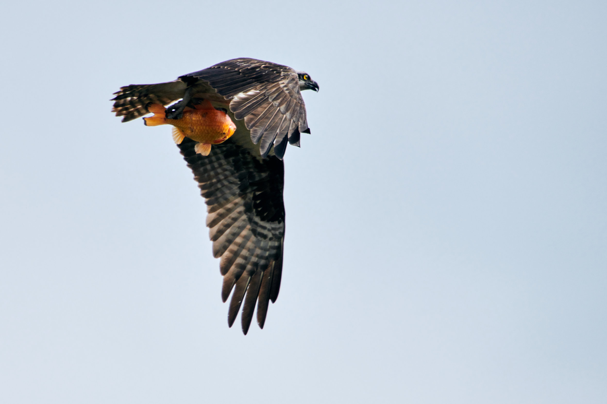 Osprey doing it's best to remedy the discarded Goldfish problem at Royal Botanical Gardens