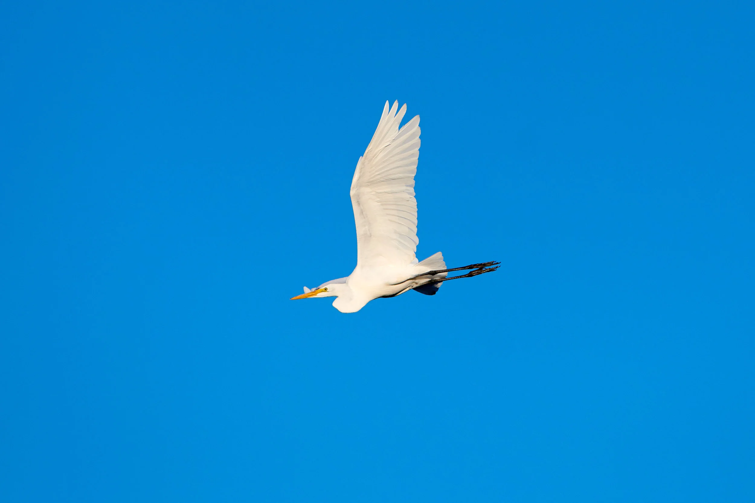 DSC_6074.jpg