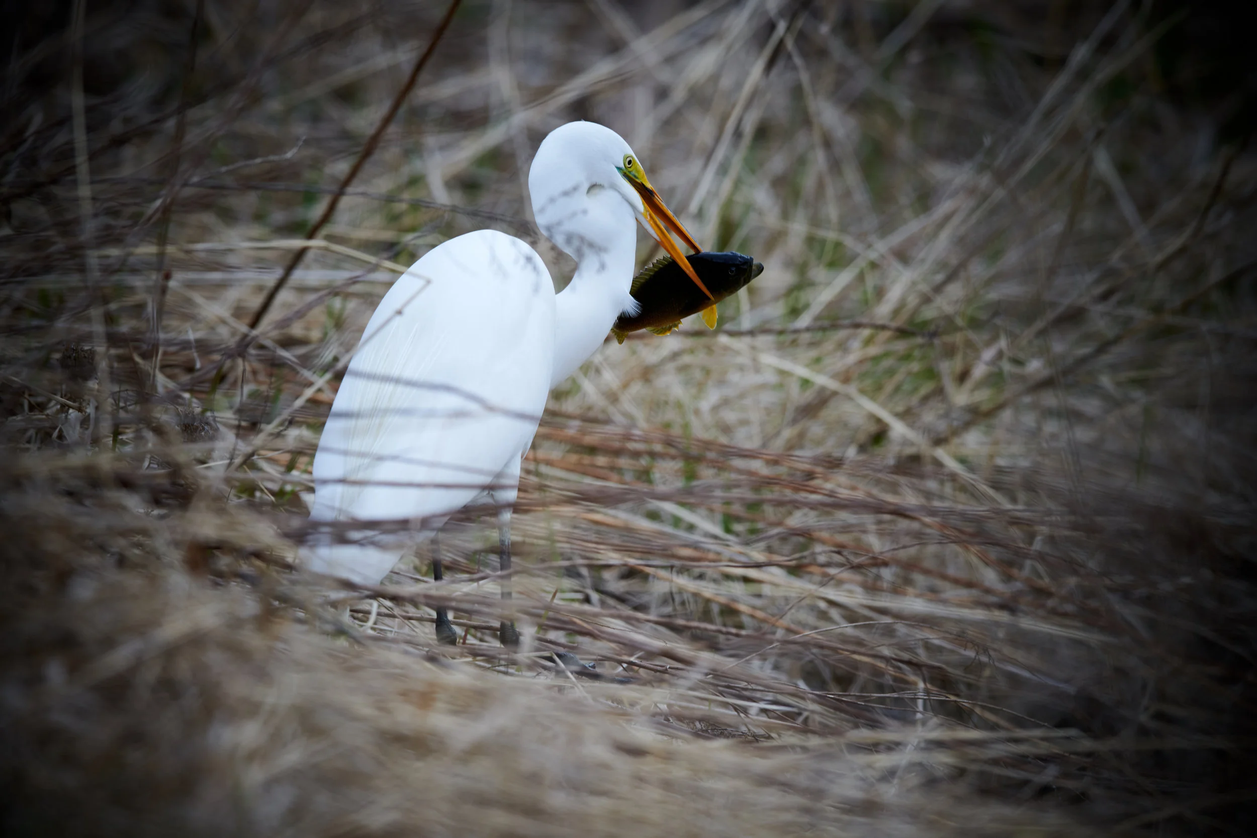 DSC_0263.jpg