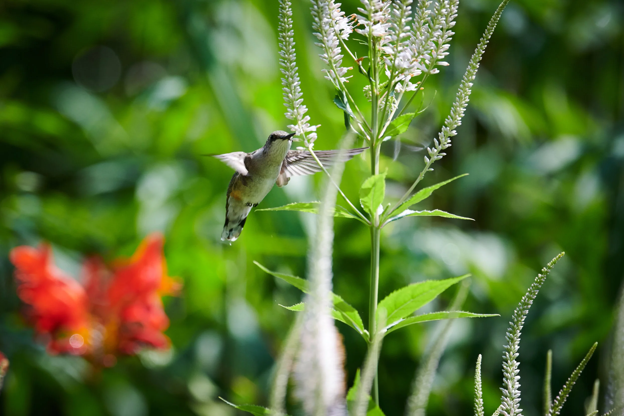DSC_8316.jpg