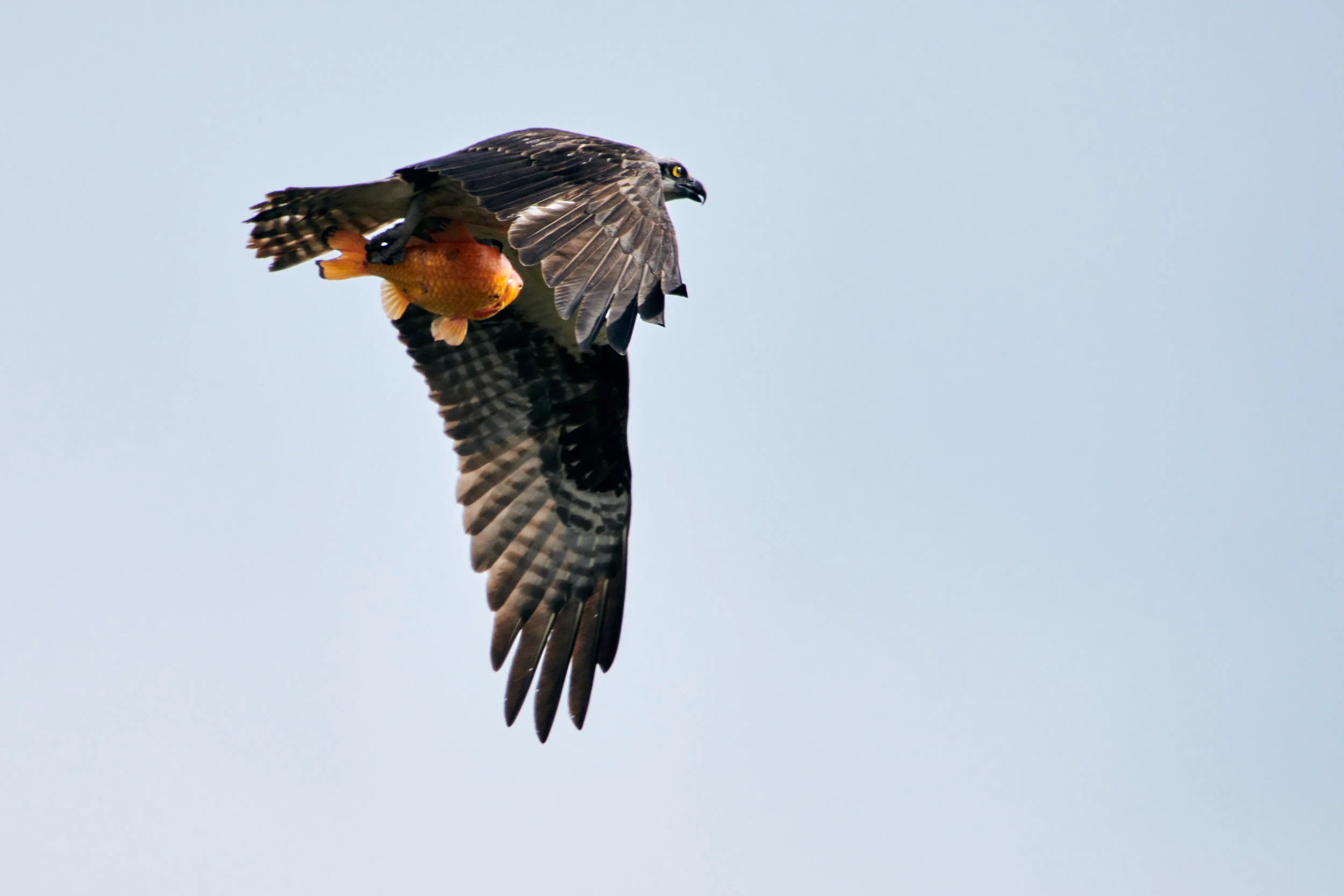 DSC_2125.jpg