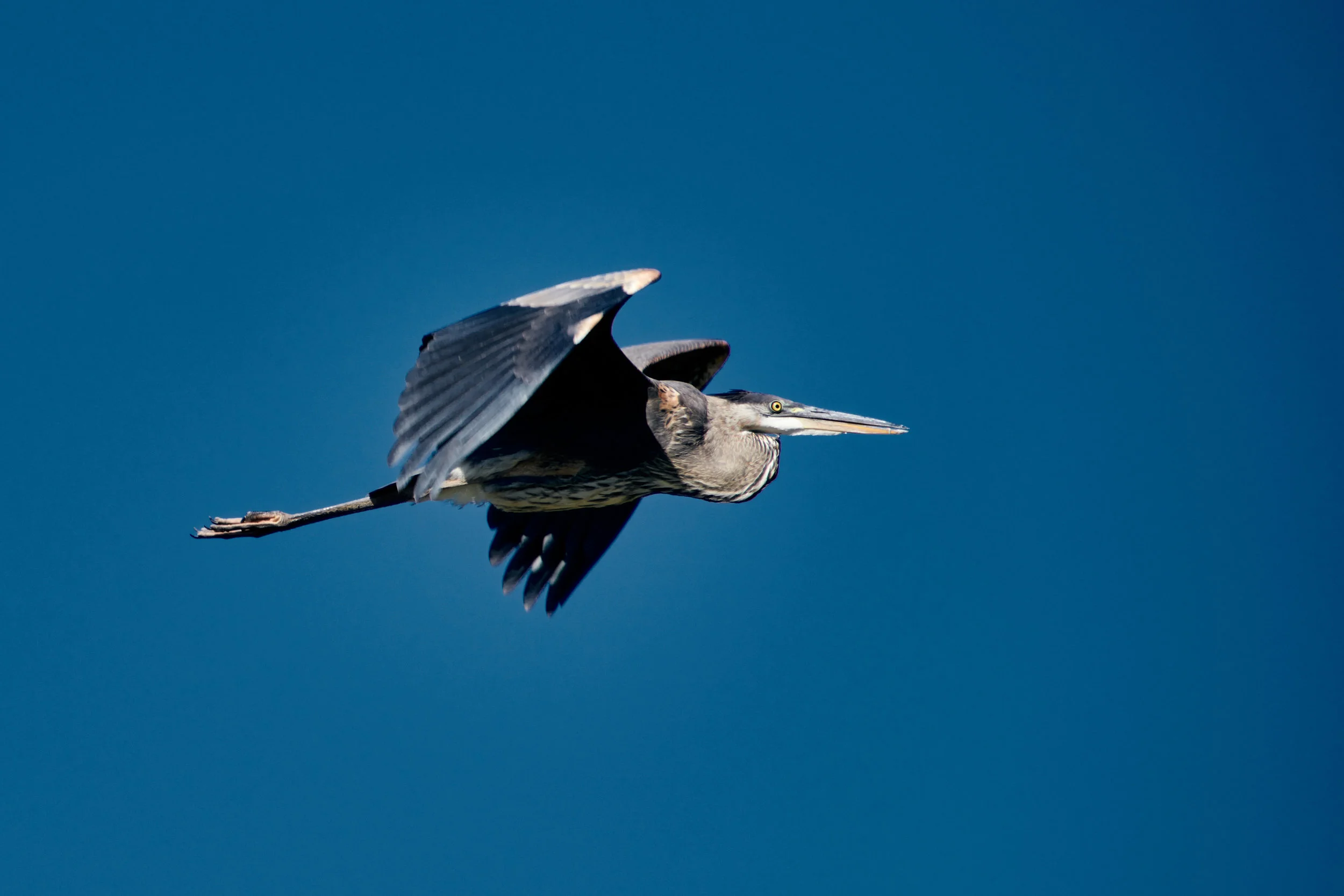 DSC_2993.jpg