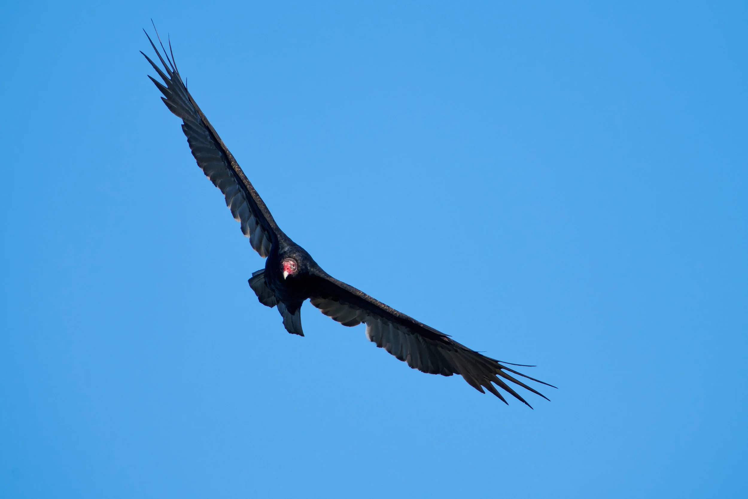 DSC_3331_1.jpg