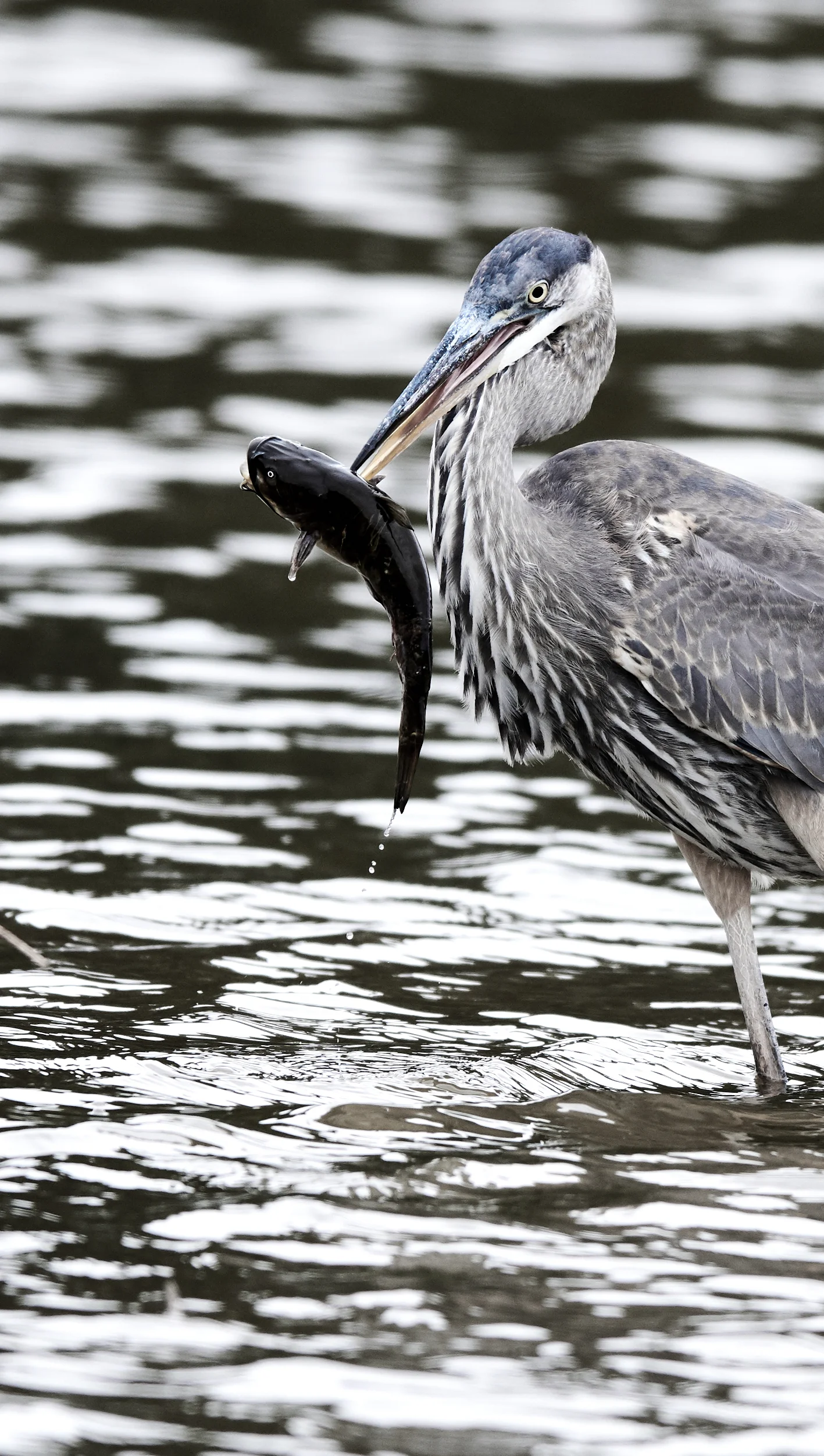 The original spear fisher