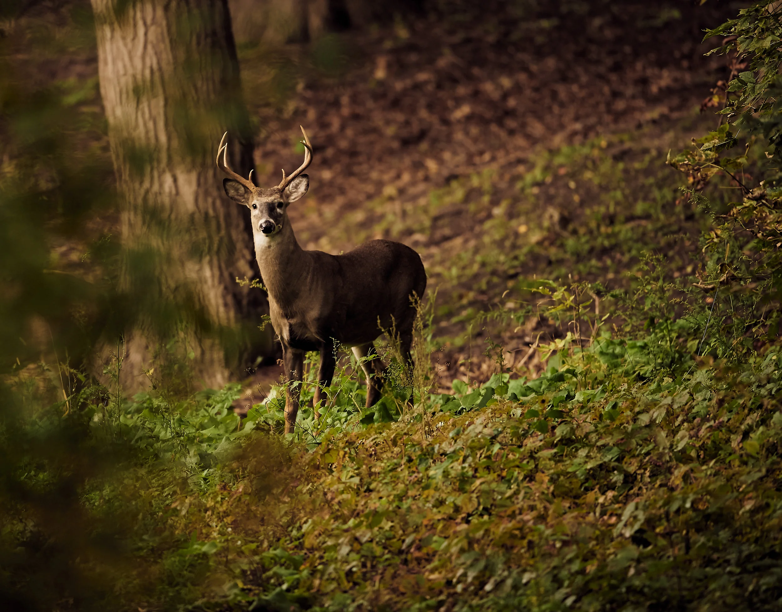 DSC_6242.jpg