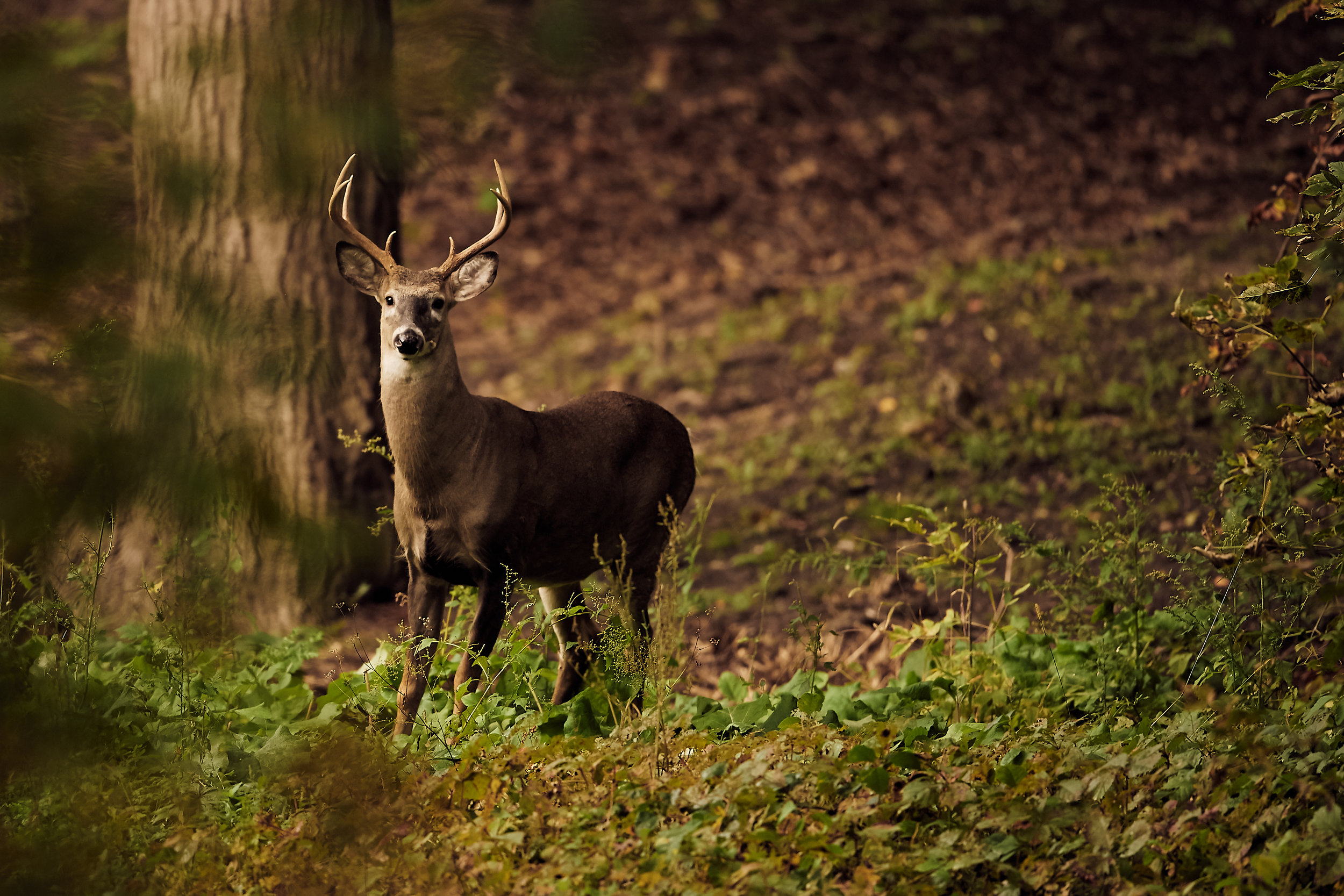 DSC_6242_2.jpg