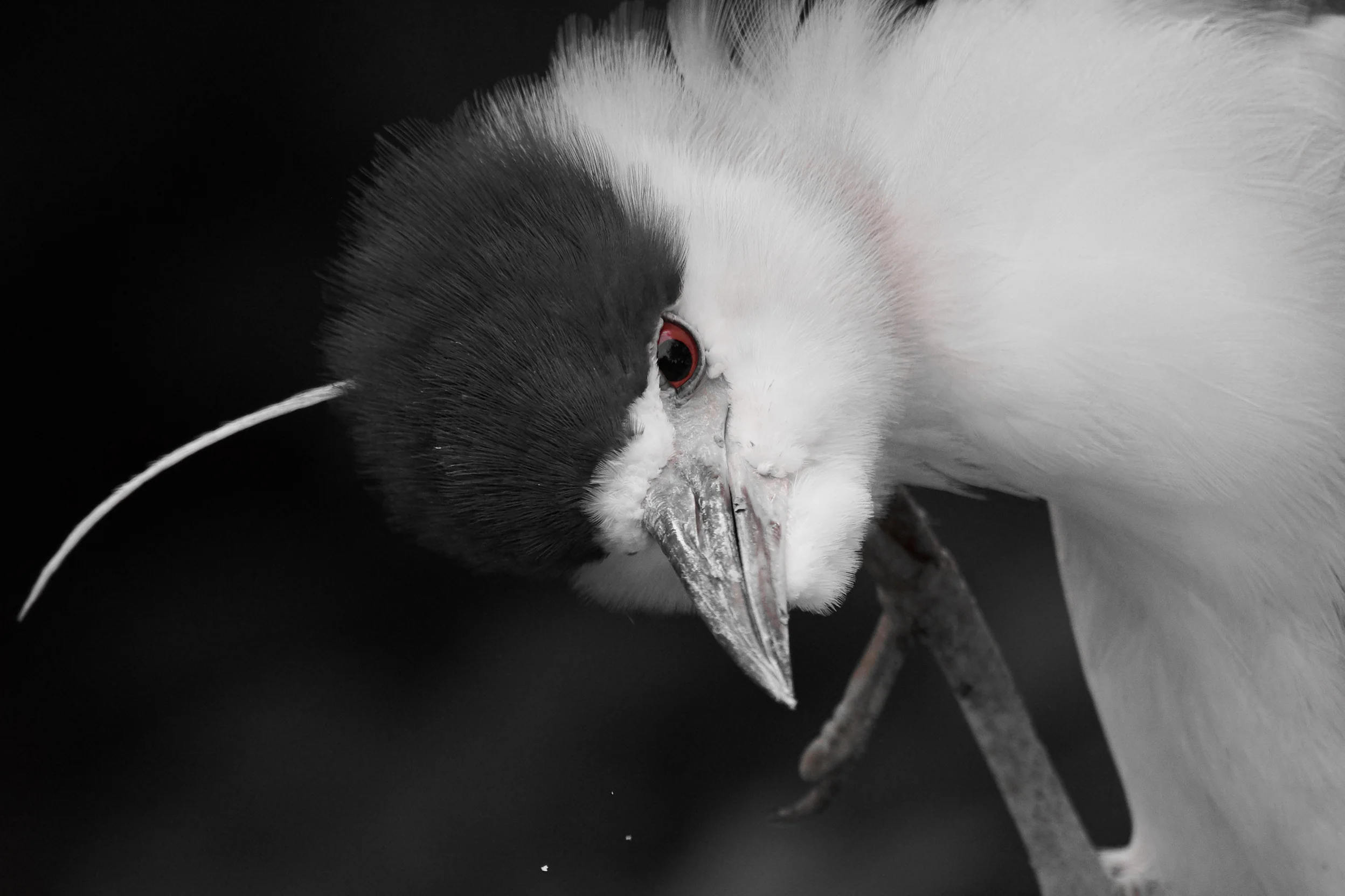 Striking Black-Crowned Night Heron at Smythe Park