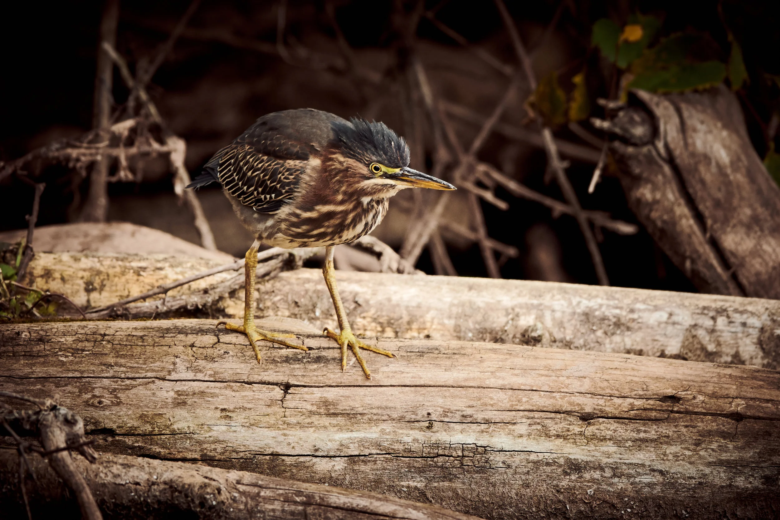 Awesome Green Heron at Royal Botanical Gardens