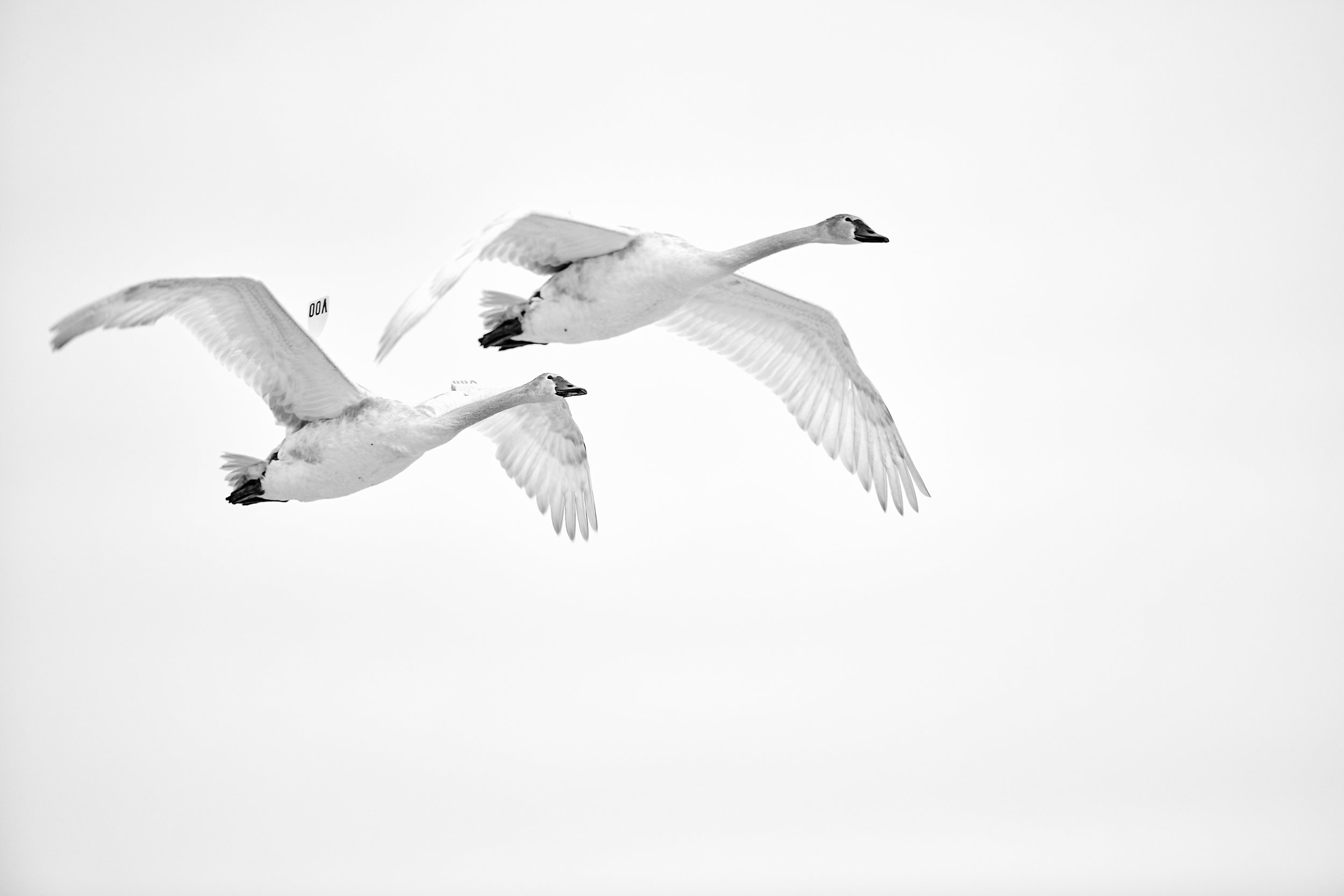 Trumpeter Swans flying at LaSalle park