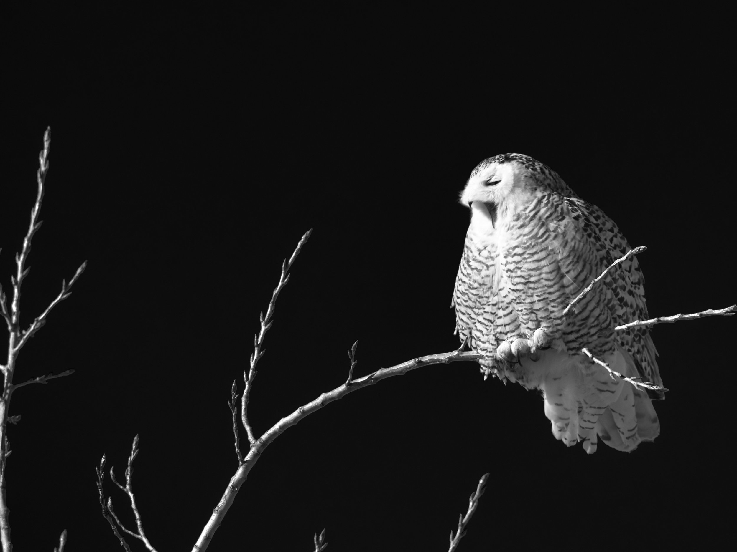 Yawning, female Snowy Owl, south Etobicoke