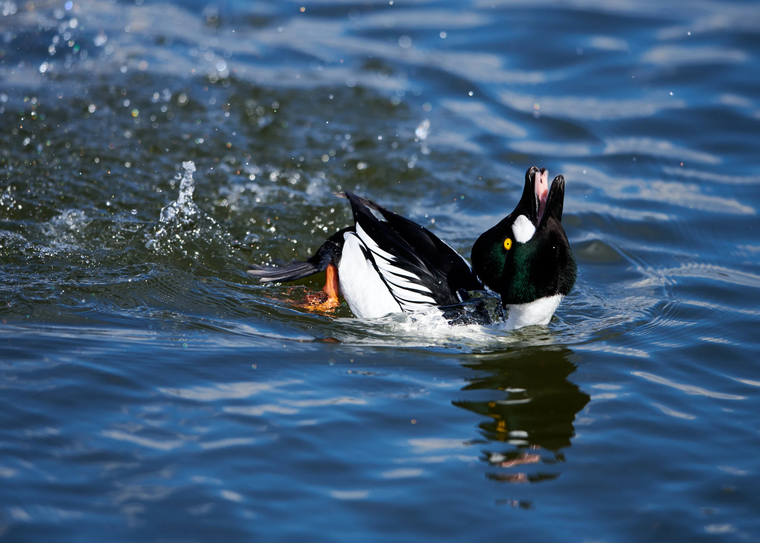  Male Golden Eye showing his moves  