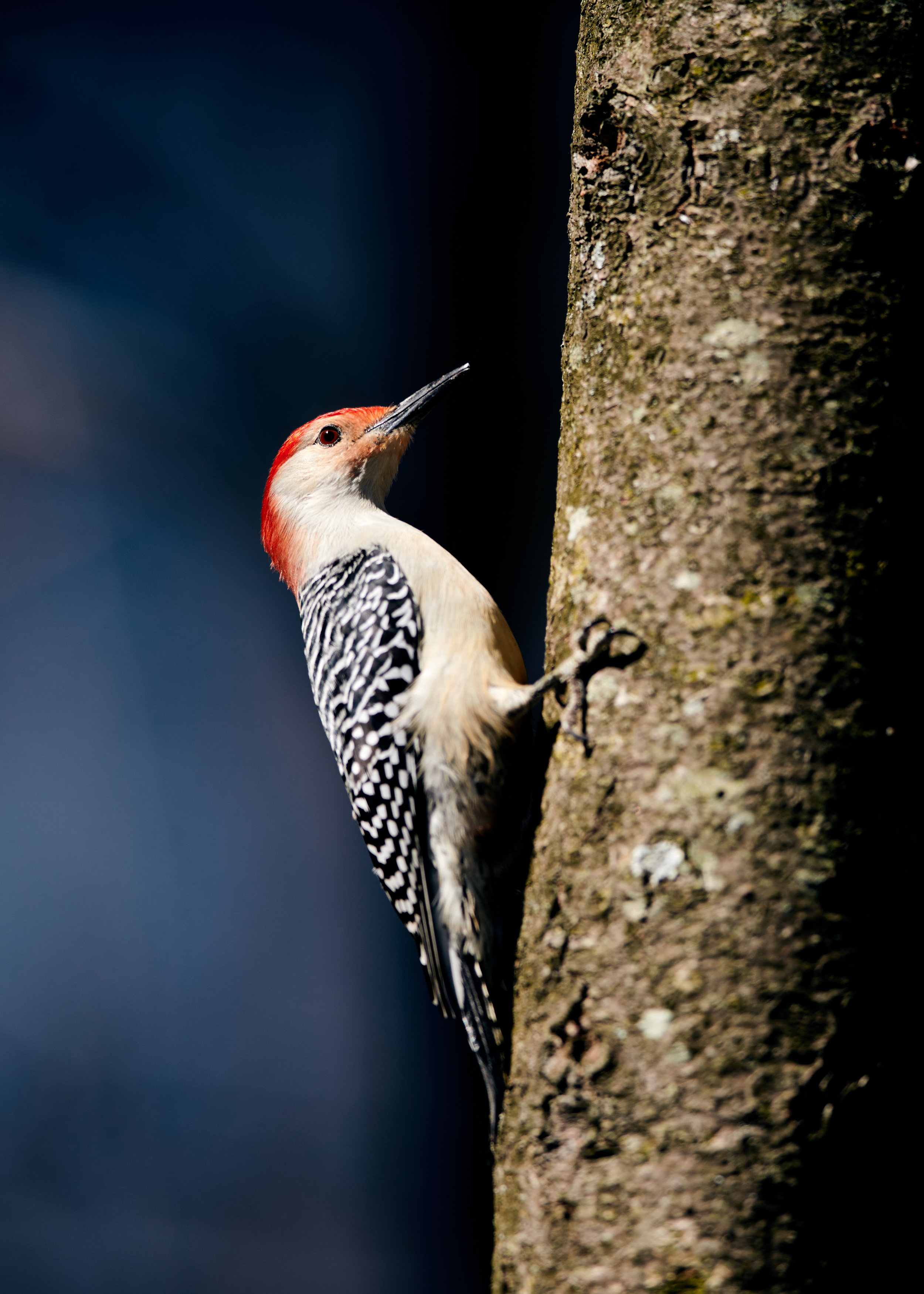 Mother nature never ceases to amaze, the Red-bellied woodpecker at RBG
