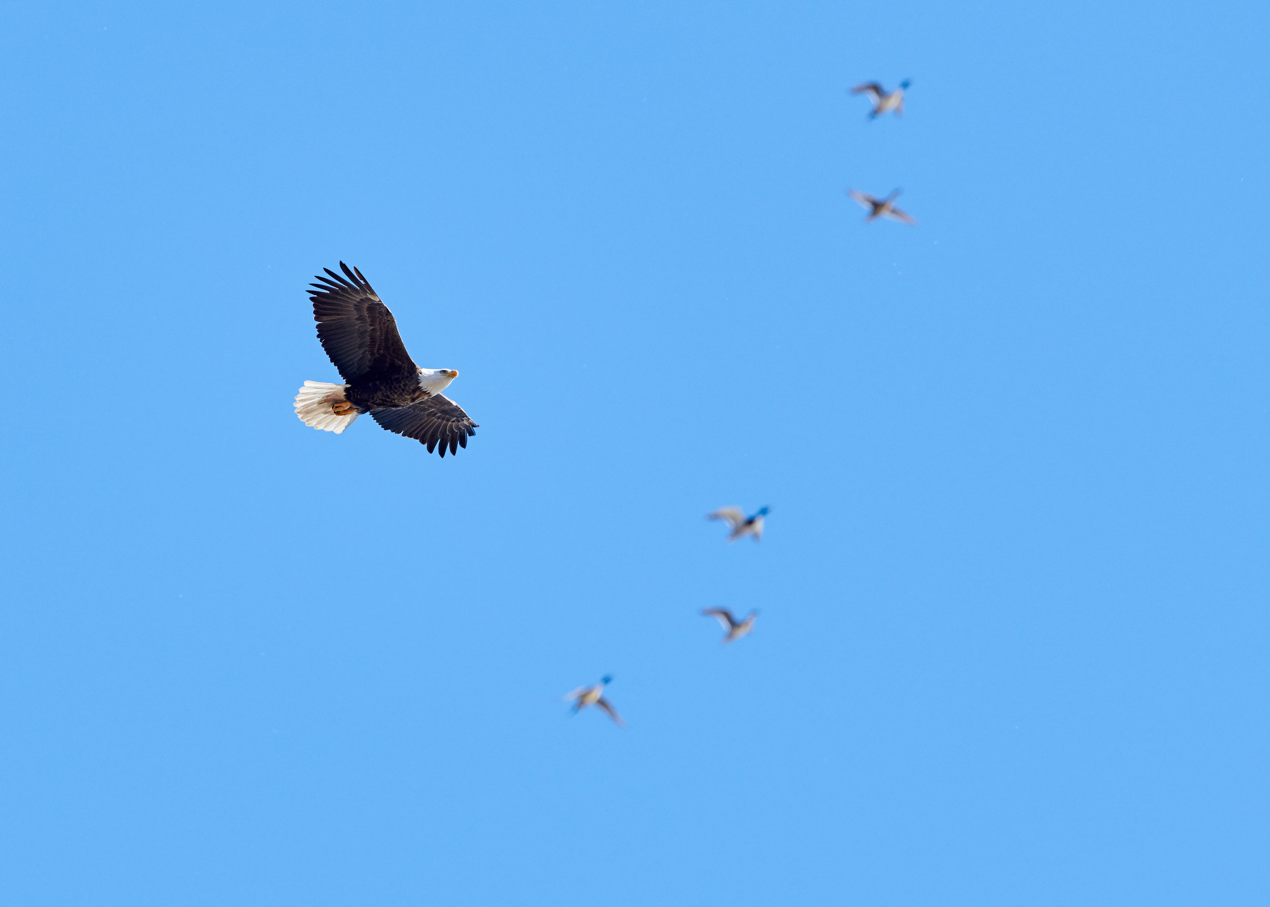 Bald Eagle with an escort of Malards above Royal Botanical Gardens