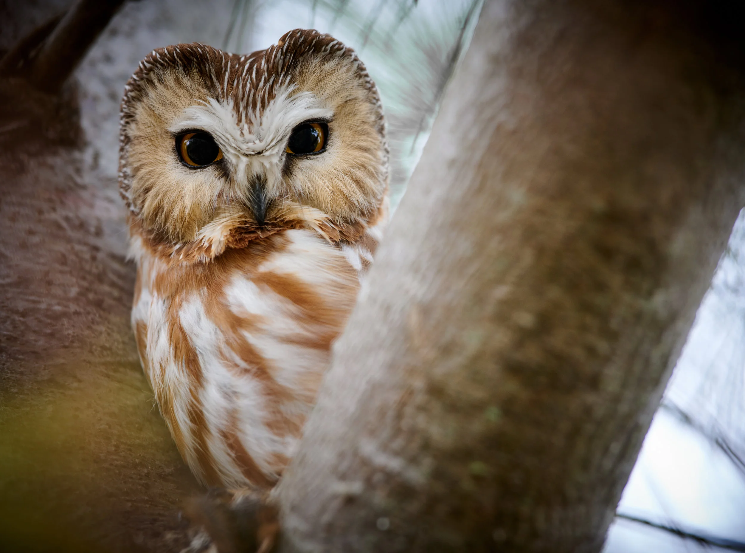  Tiny but fierce Saw-whet Owl, mice beware! Well hidden in a pine tree , Toronto 