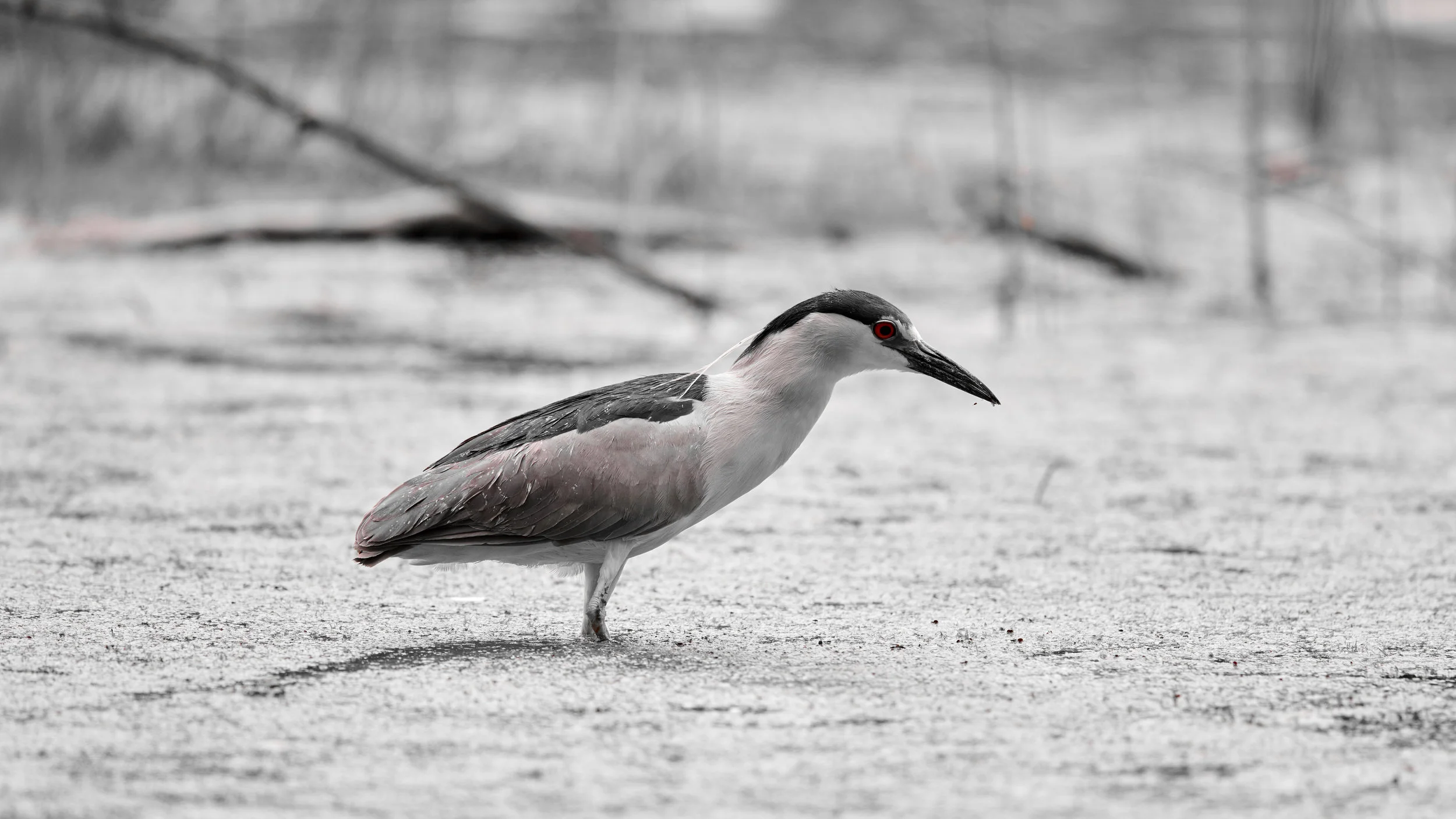  The next day, Karma awaits this turtle eating heron… 