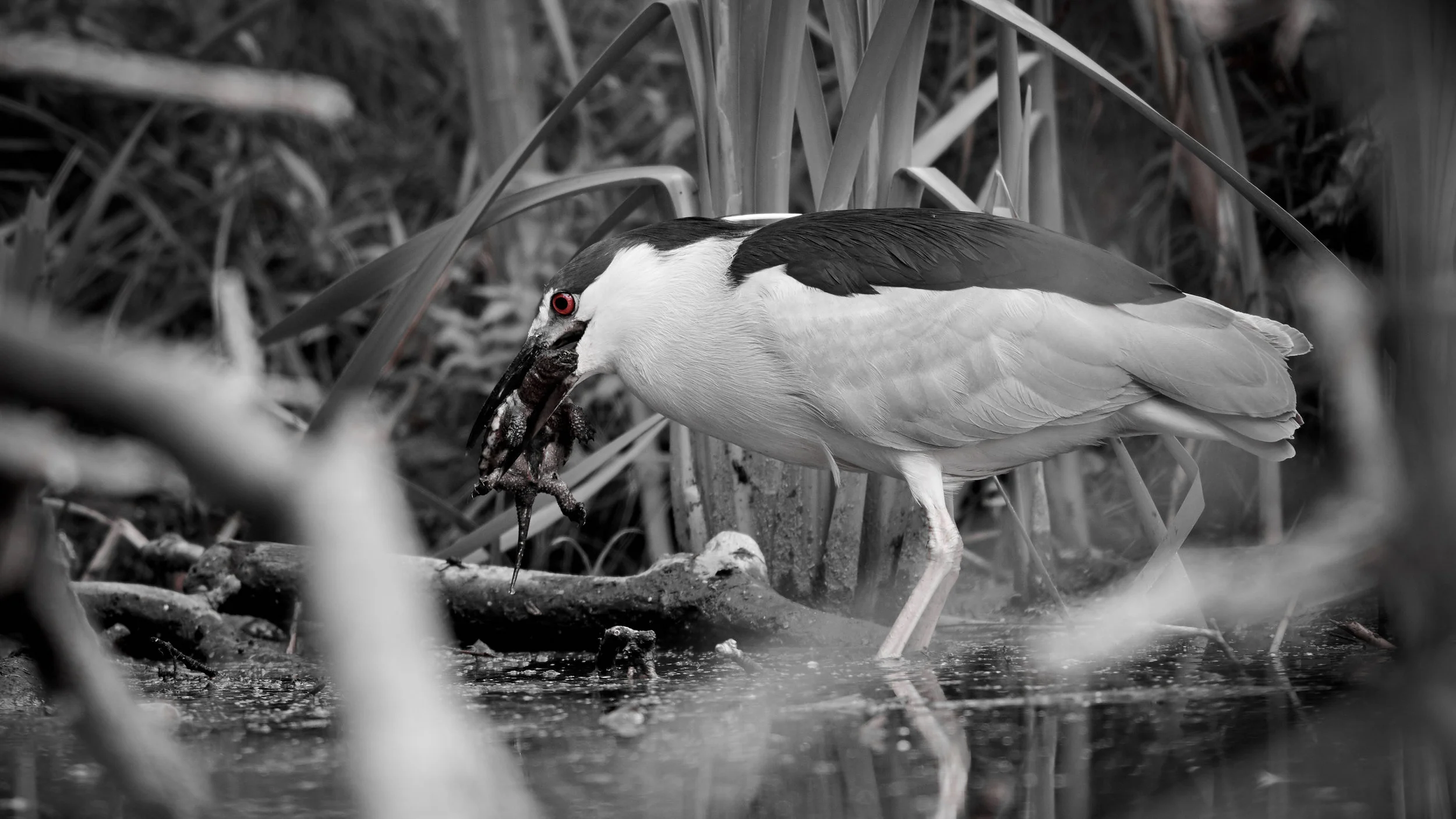 Black Crowned Night Heron trying to eat a baby Snapping Turtle at Smythe park. :(