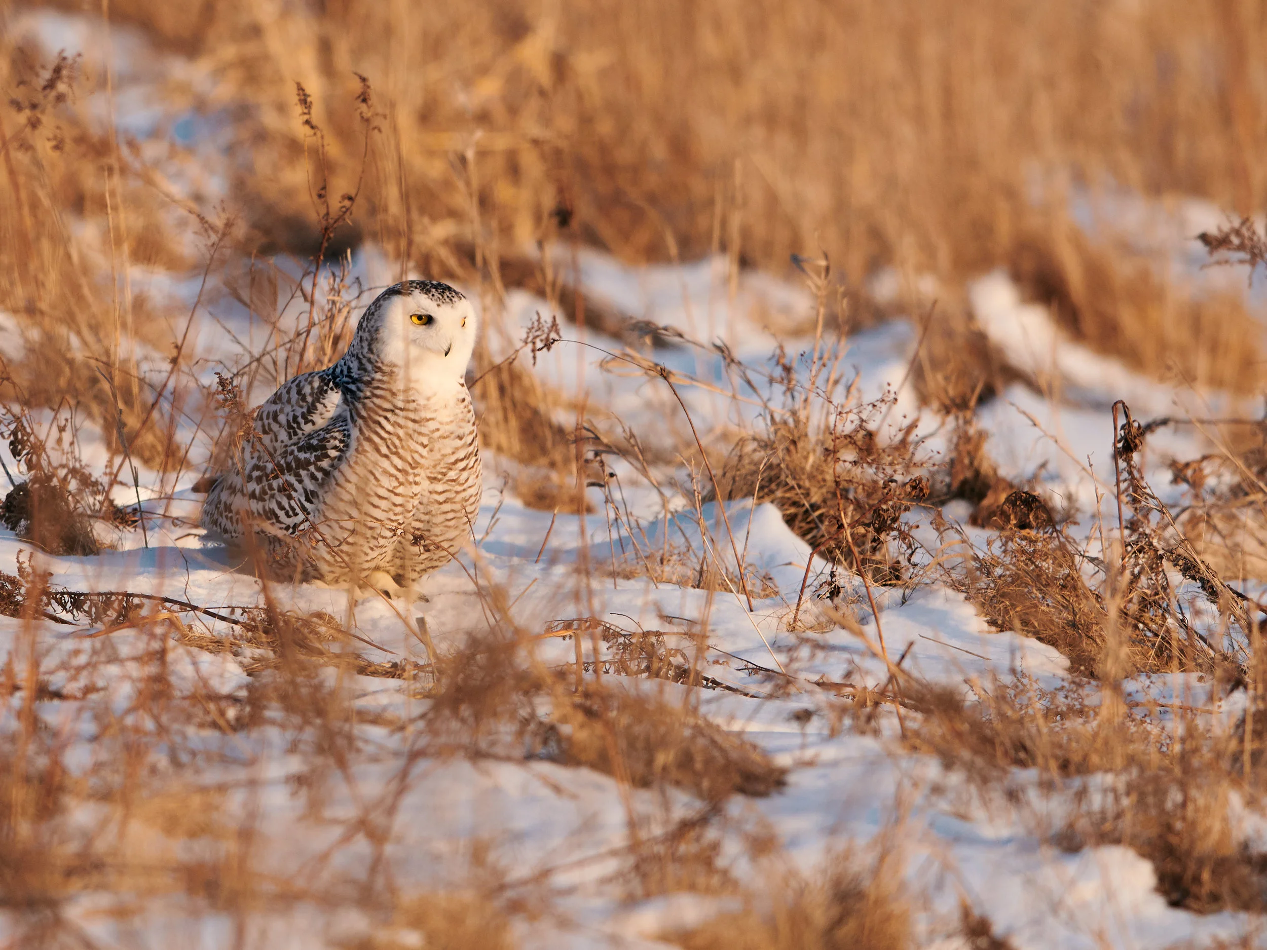 DSC_4359.jpg