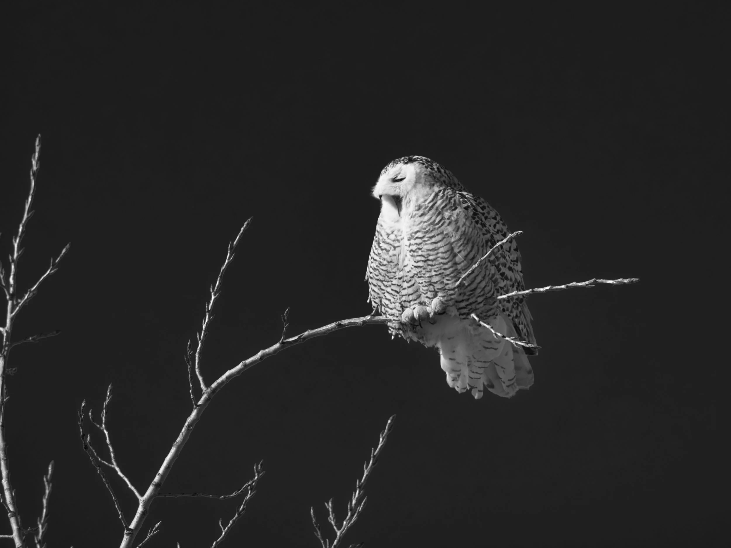 DSC_6715_1.jpg