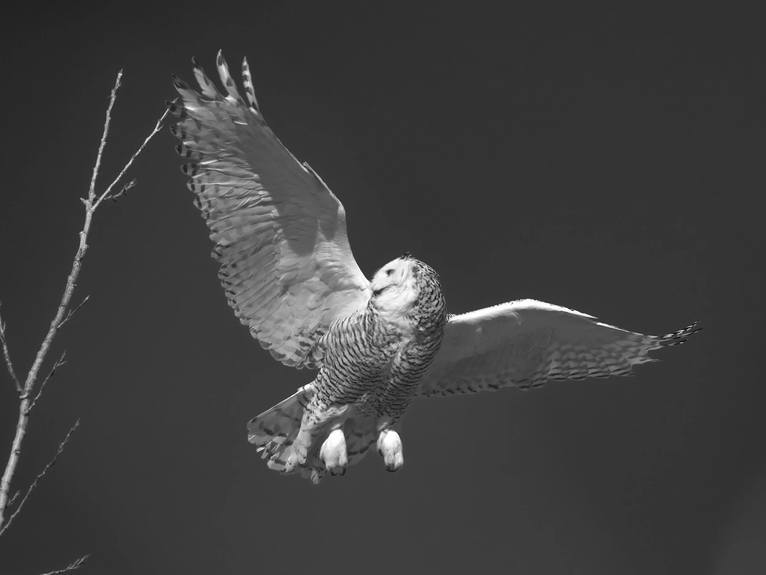 DSC_6861_2.jpg